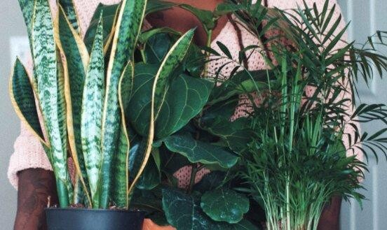 Sold - Interior Plant 503821 2