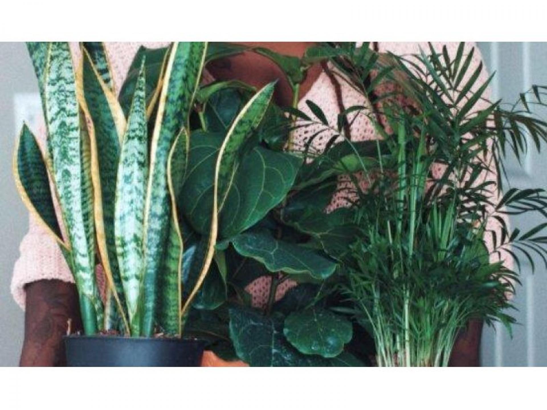 Sold - Interior Plant 503821 1
