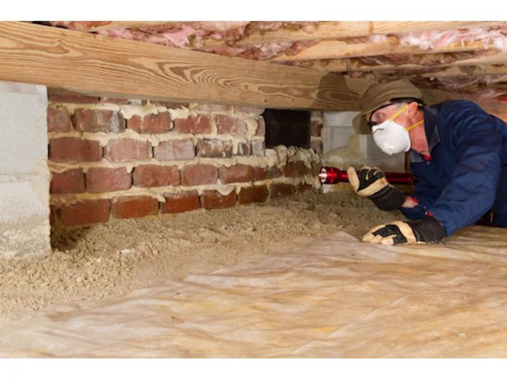 Pest Control Termite Inspection 504222 1