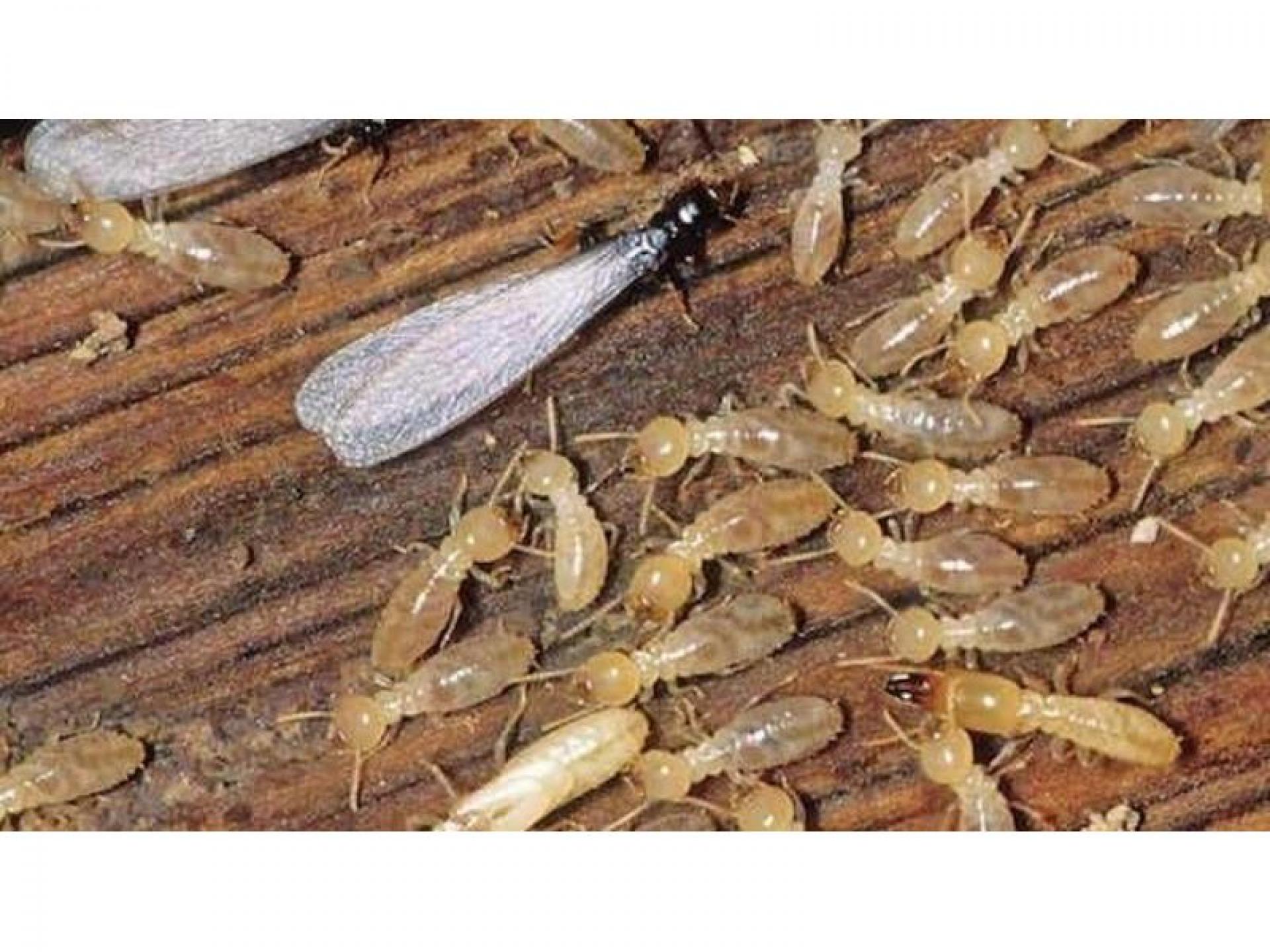 Pest Control Termite Inspection 504222 3