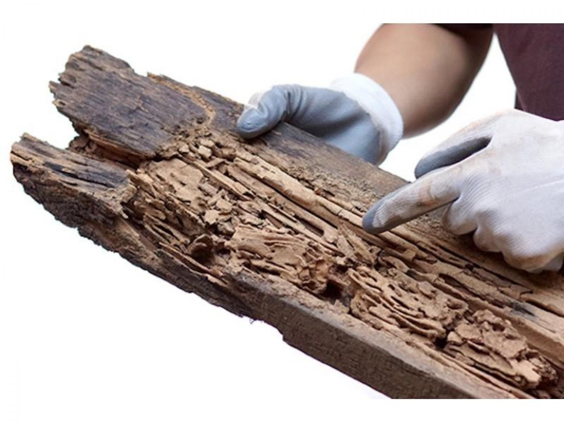 Pest Control Termite Inspection 504222 2