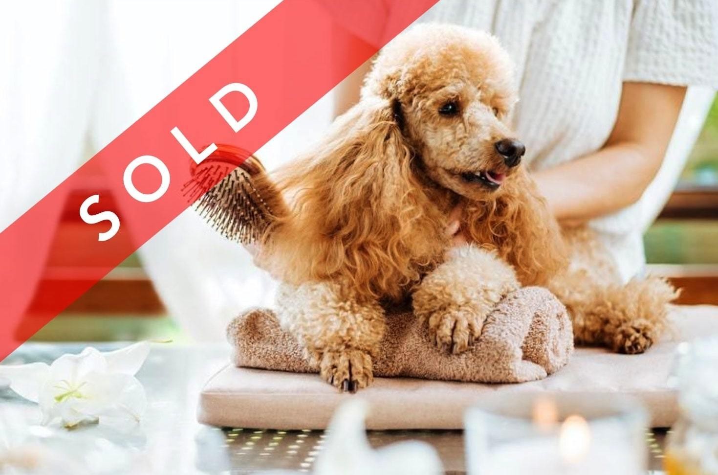 Sold! Dog Daycare & 504382 3