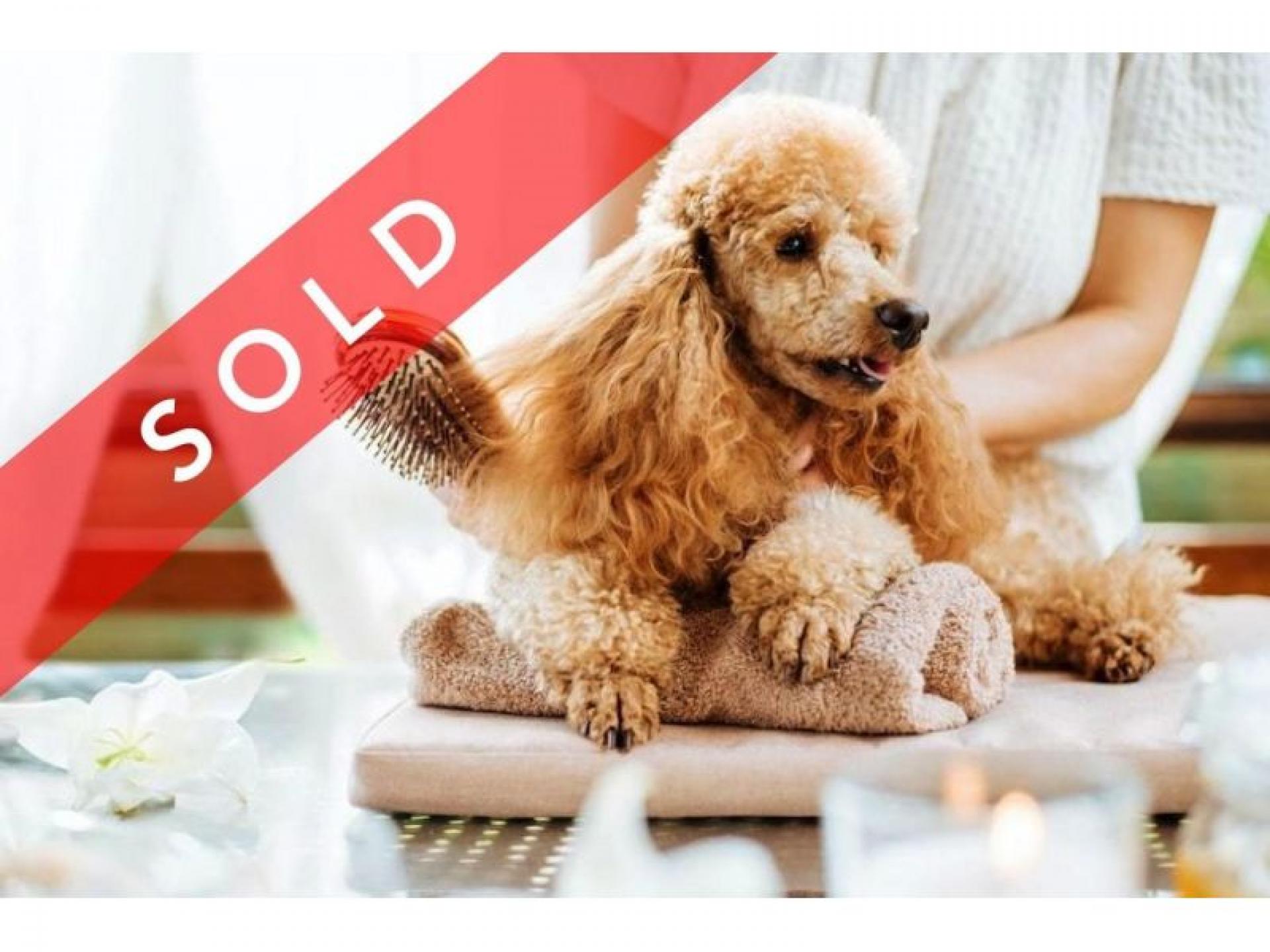 Sold! Dog Daycare & 504382 1