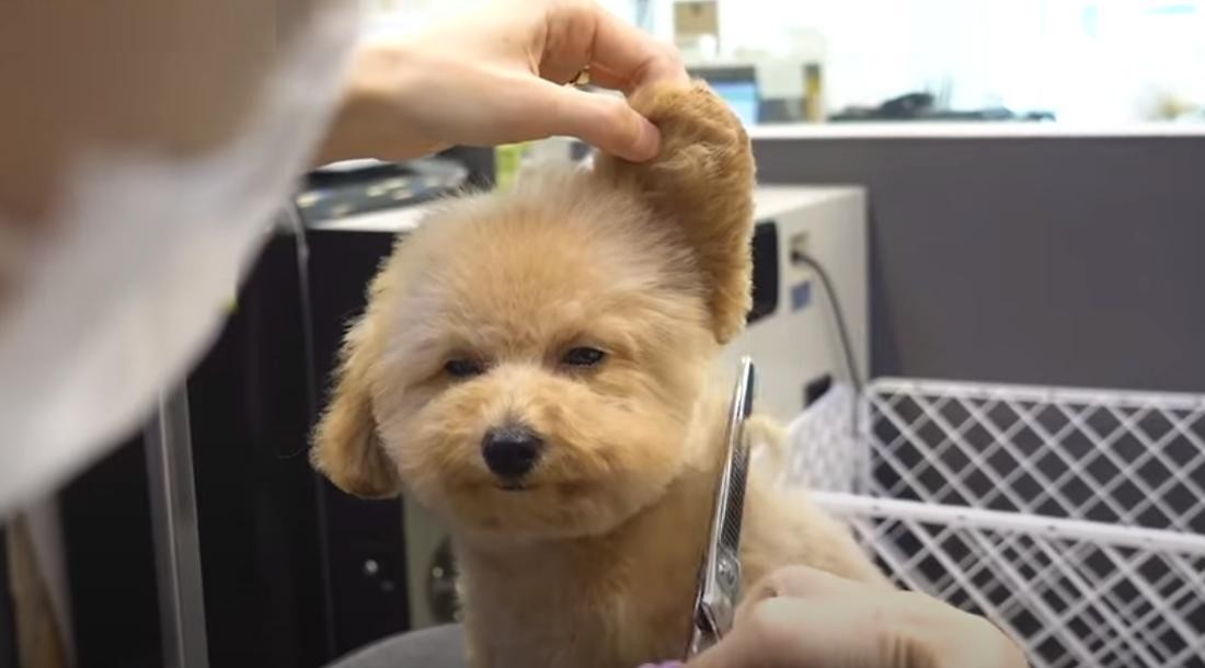 Dog Grooming Salon Business 505438 1