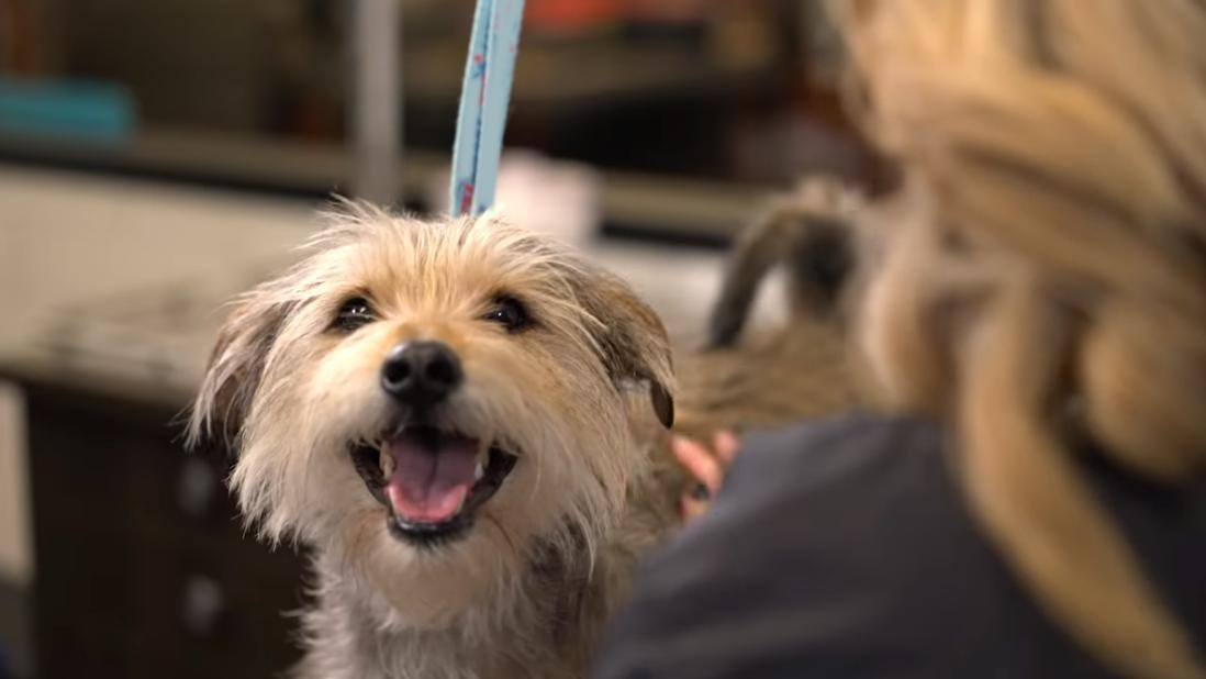 Dog Grooming Salon Business 505438 3