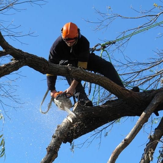 Professional Tree Services Business 505985 2