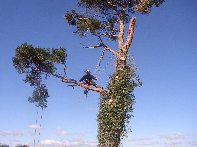 Professional Tree Services Business 505985 1