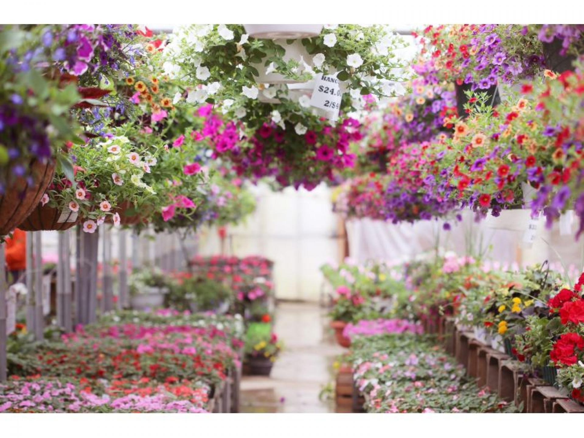 Long Established Nursery Garden 525241 1