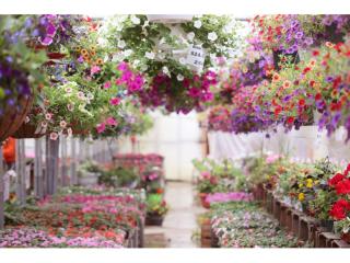 Long Established Nursery Garden Centre Business For Sale