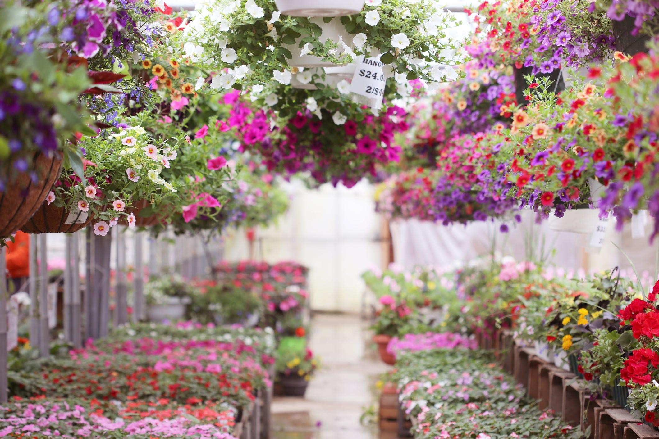 Long Established Nursery Garden 525241 2