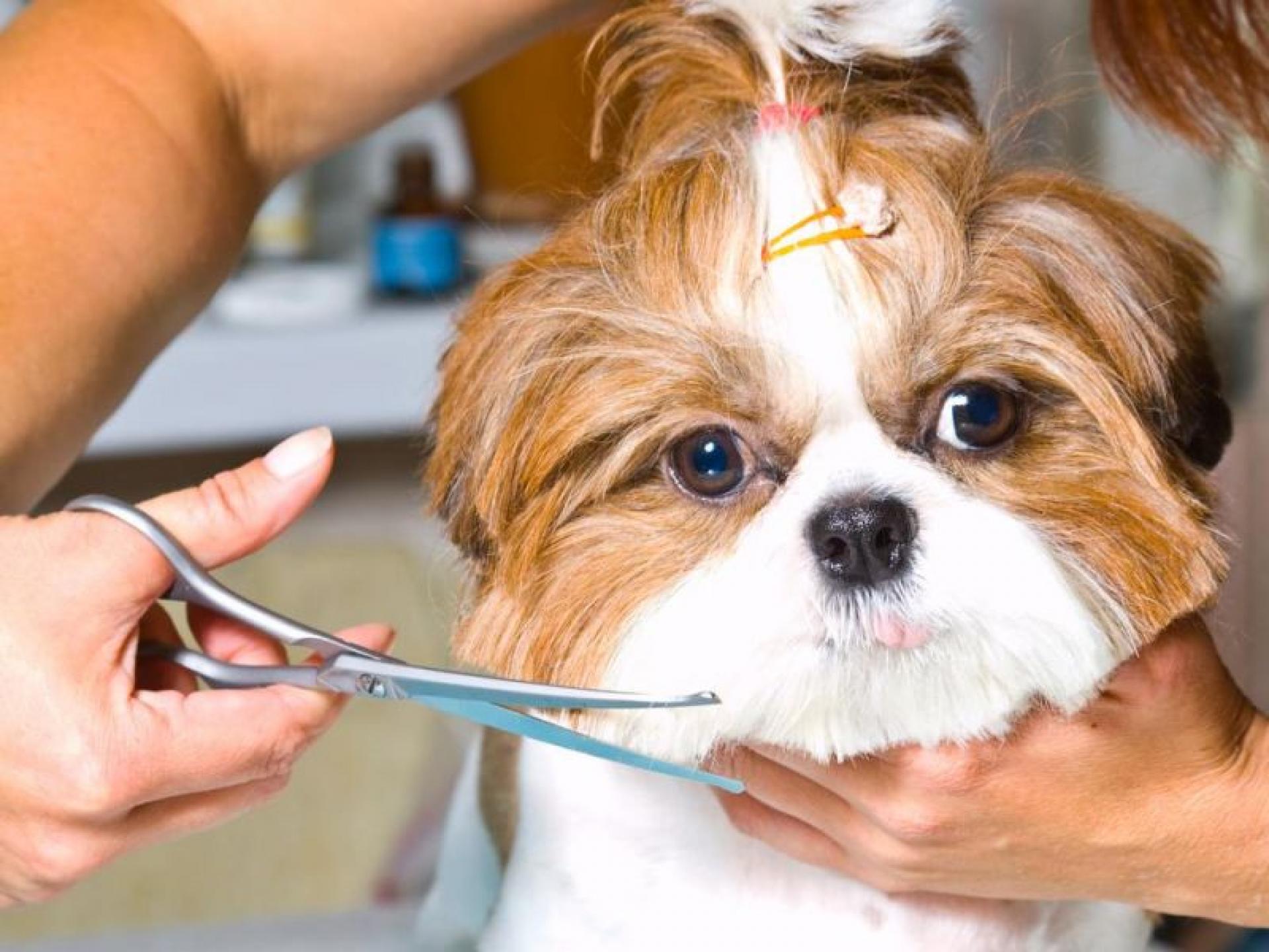 Under Offer- Dog And 525290 1