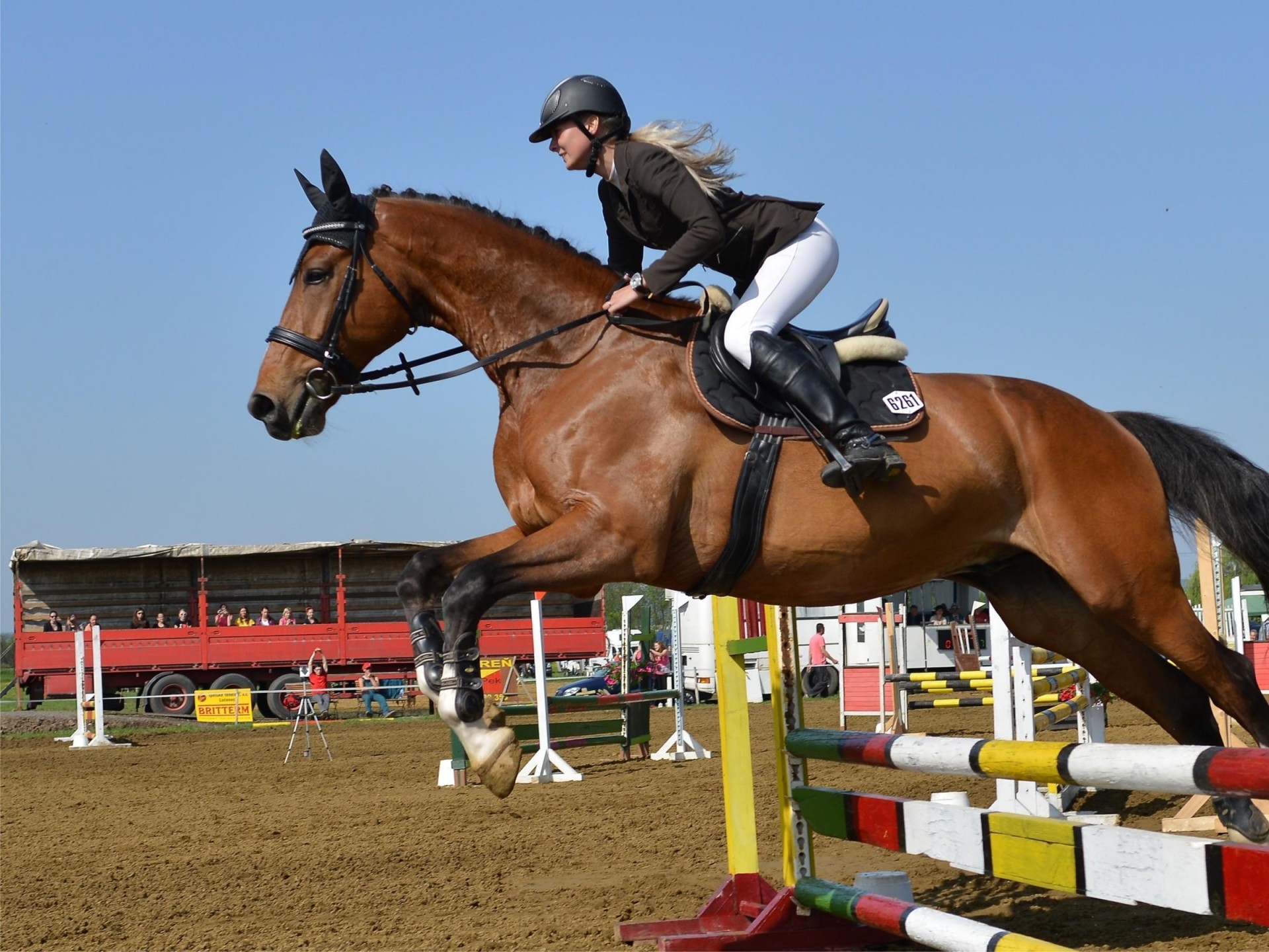 Saddlery Store Toowoomba - 530731 3