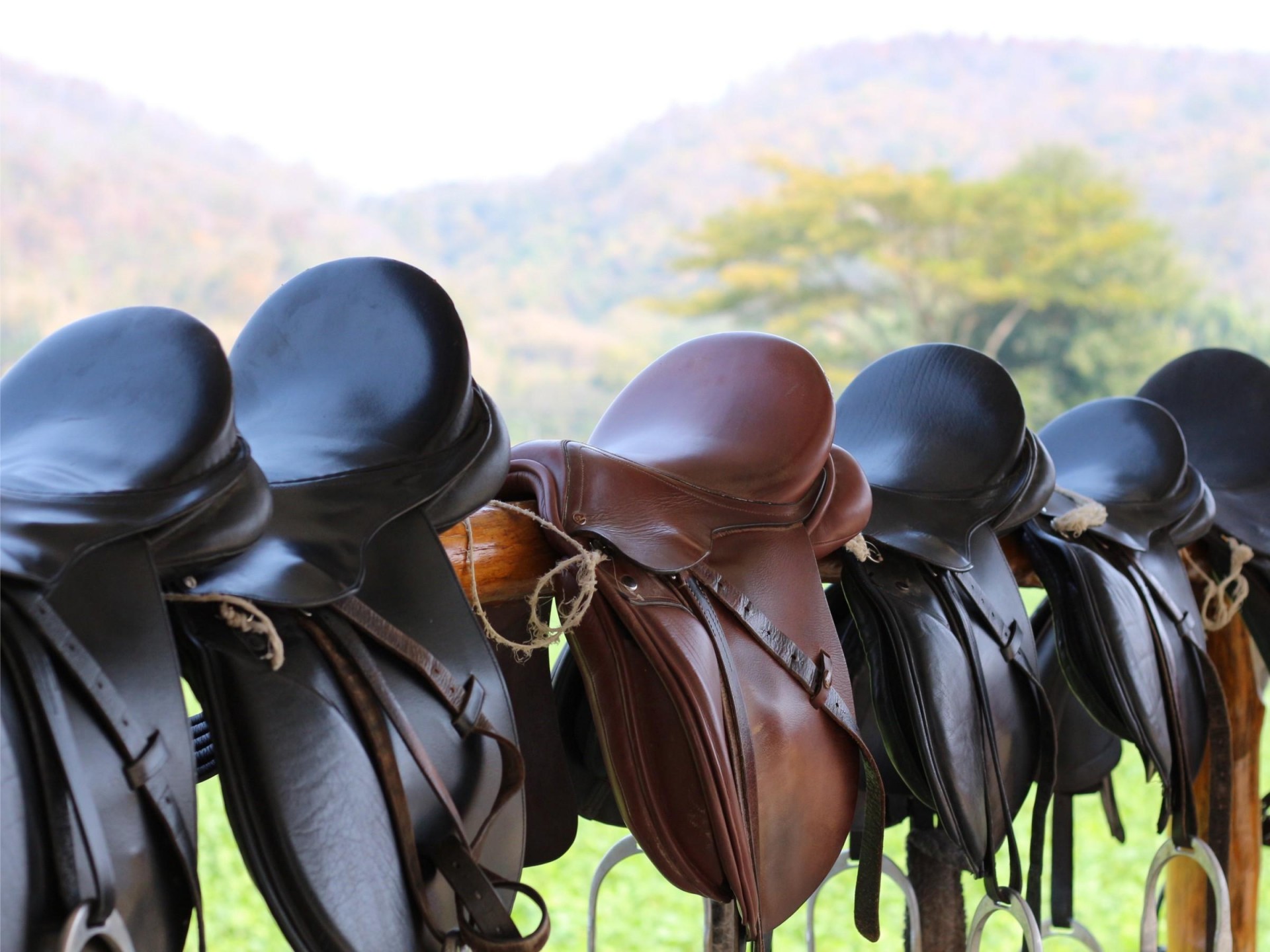Saddlery Store Toowoomba - 530731 1