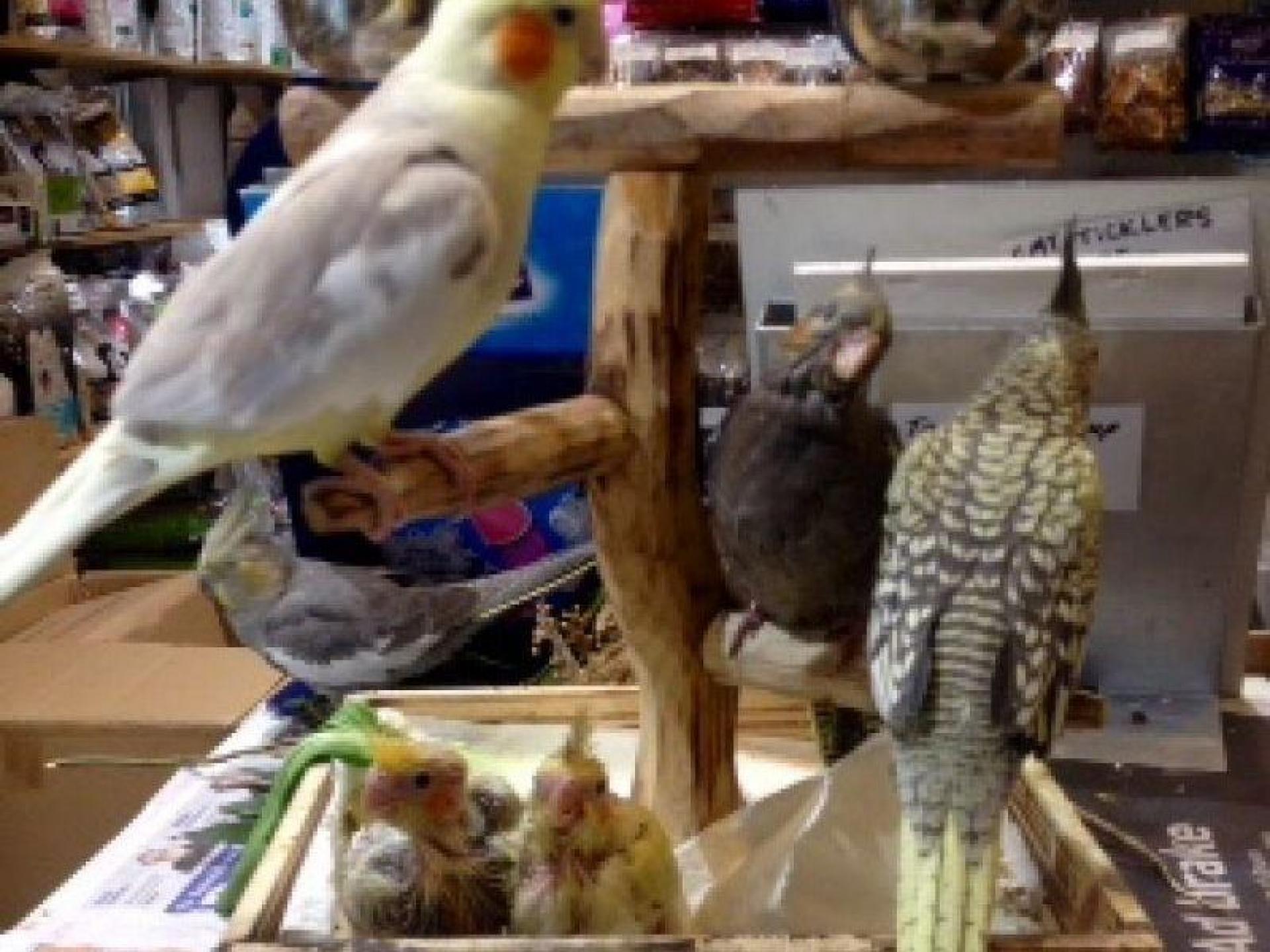 Pet Store- Retail And 535507 2