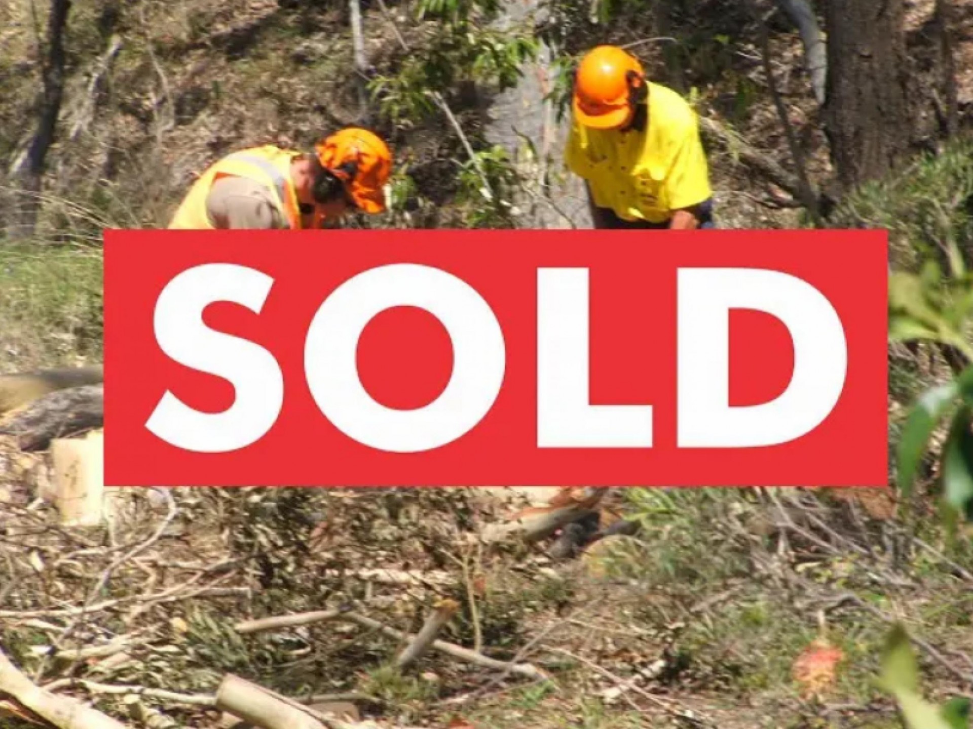 Chainsaw Operations And Tree 537321 1