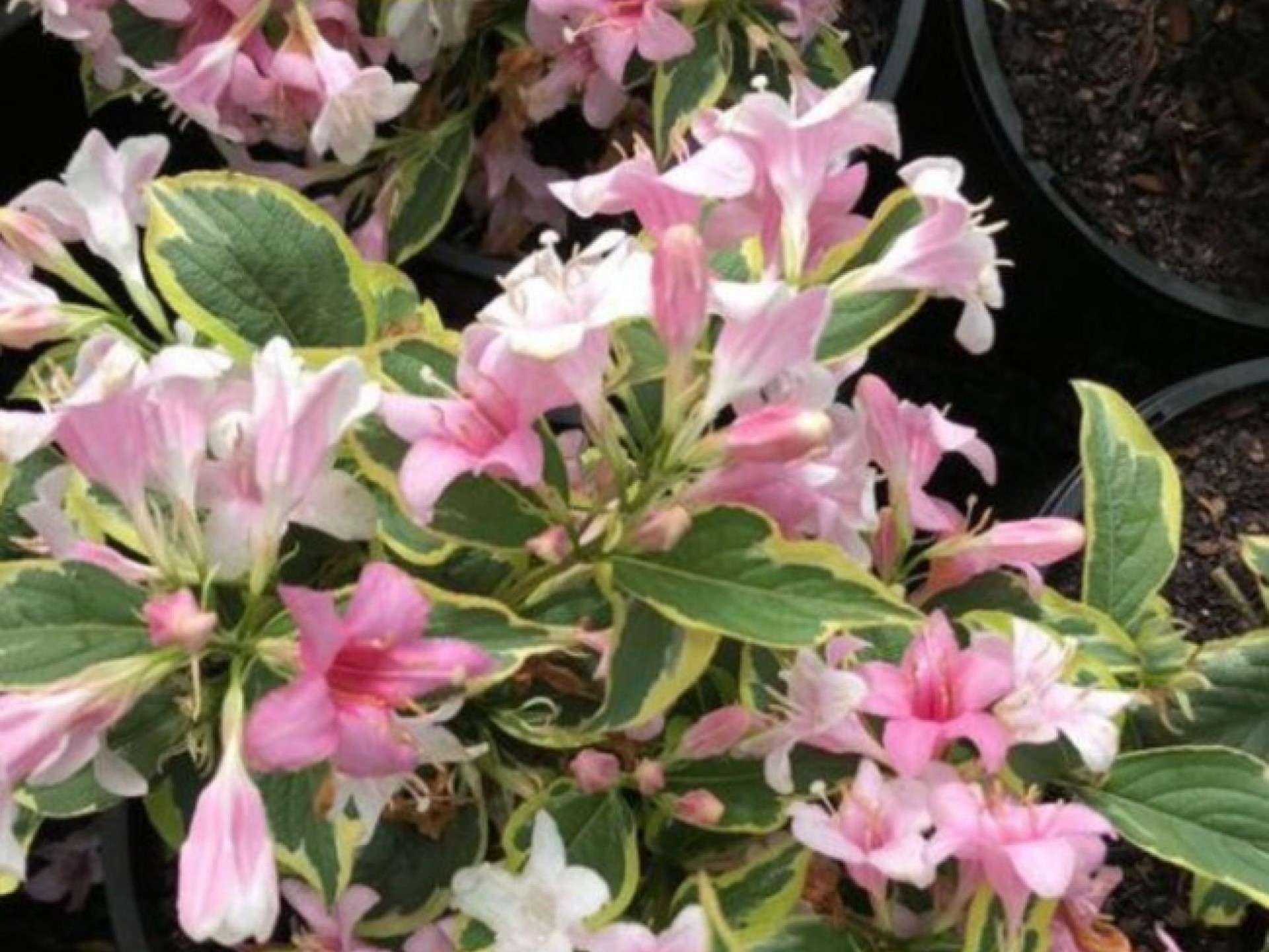 Nursery & Freehold For 544612 1