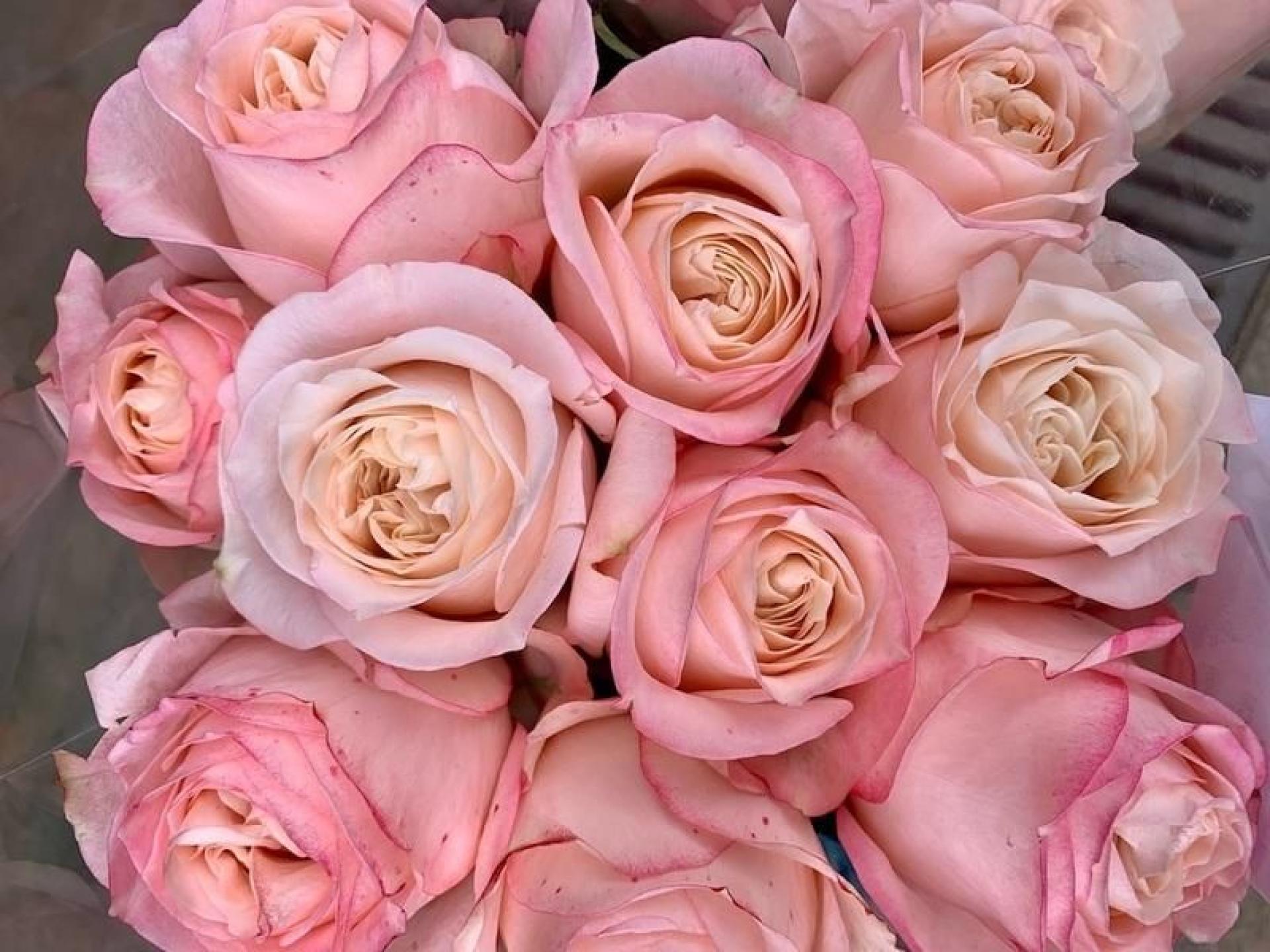 Fresh Flower Broker Providing 555545 2