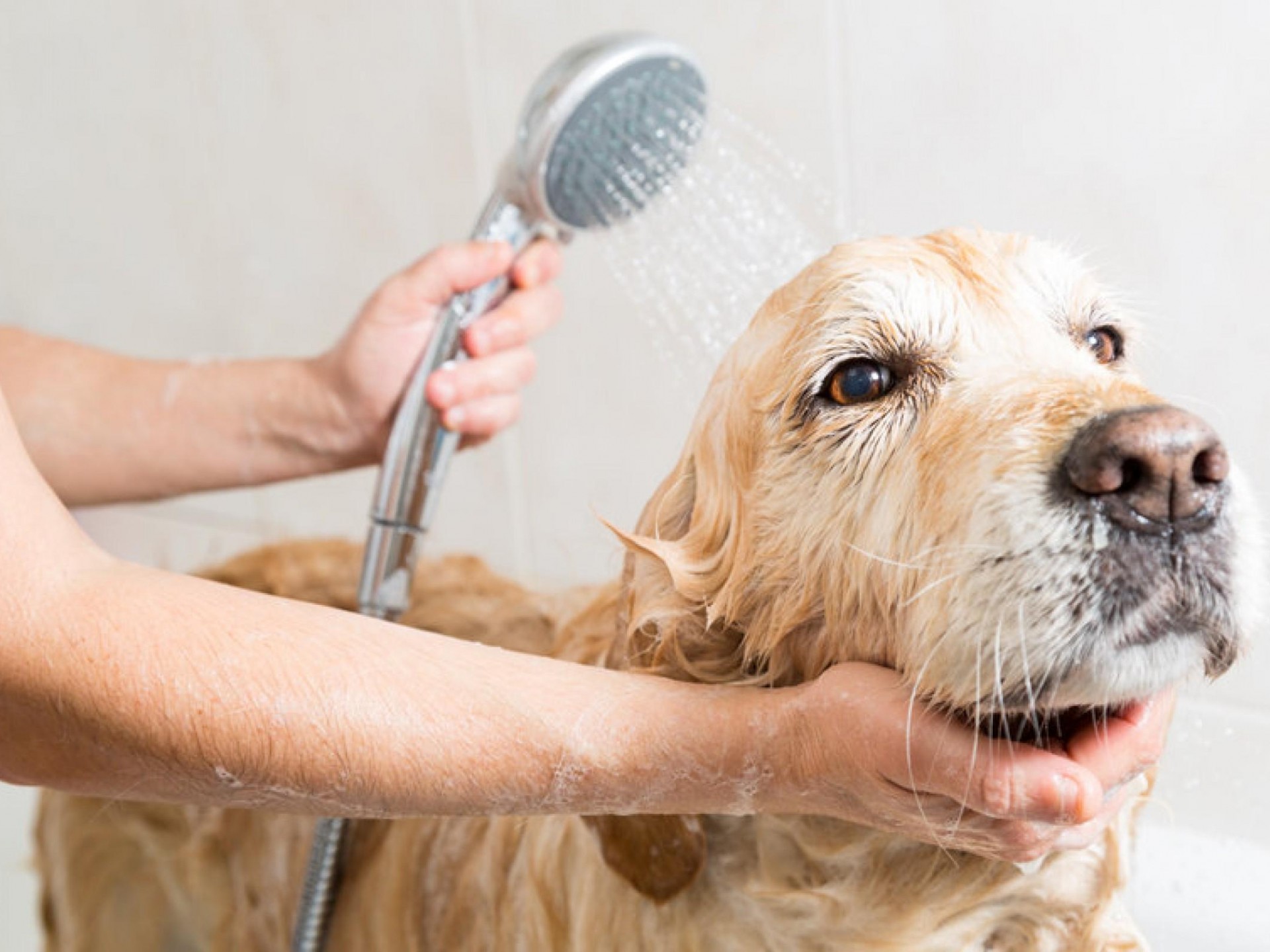 Mobile Dog Wash Business 562649 1