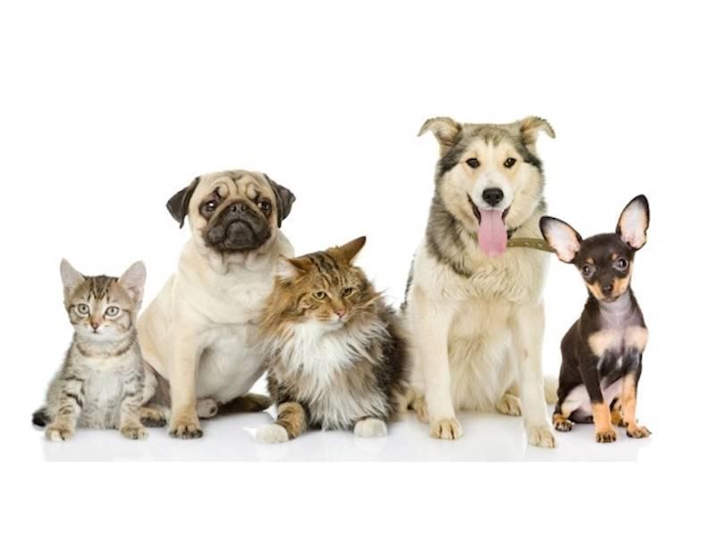 Well Established Veterinary Practice 564968 1