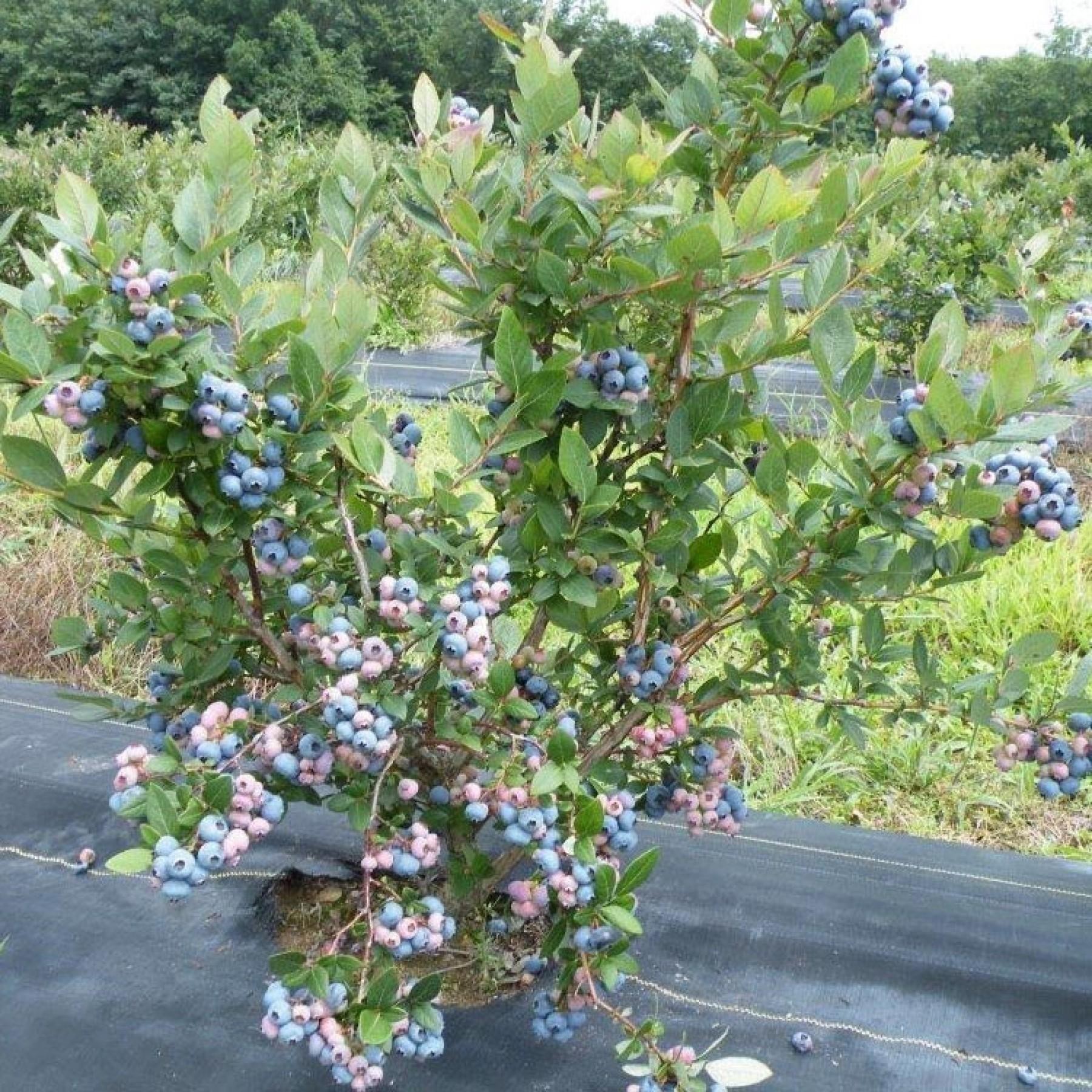 Mid North Coast Blueberry 567811 2