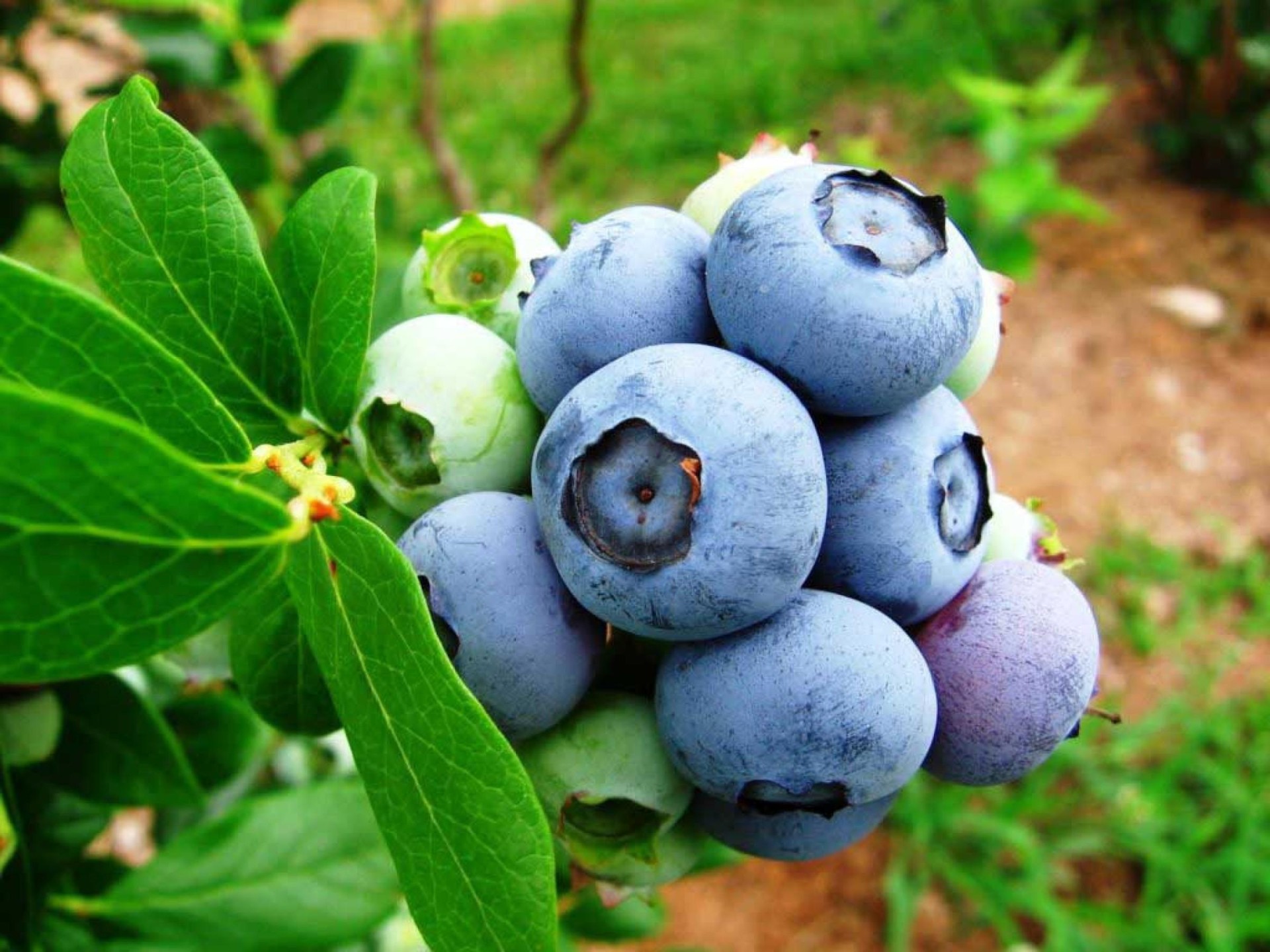 Mid North Coast Blueberry 567811 1