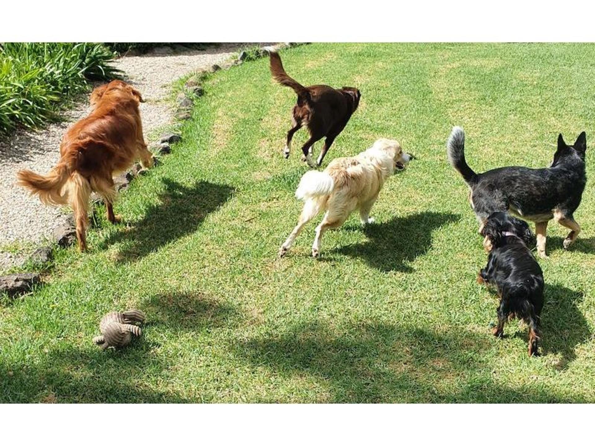 Dog Walking Training And 570465 3