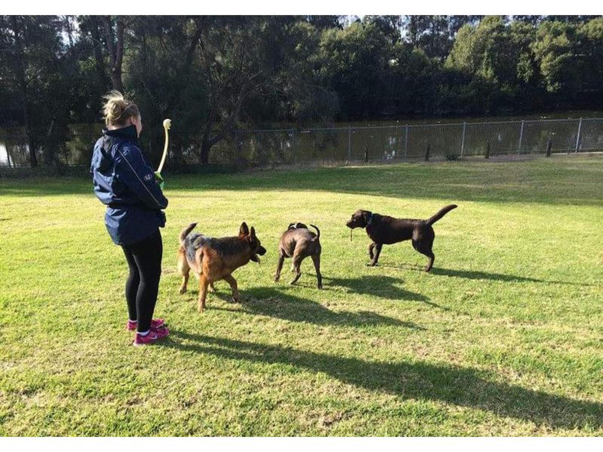 Dog Walking Training And 570465 2