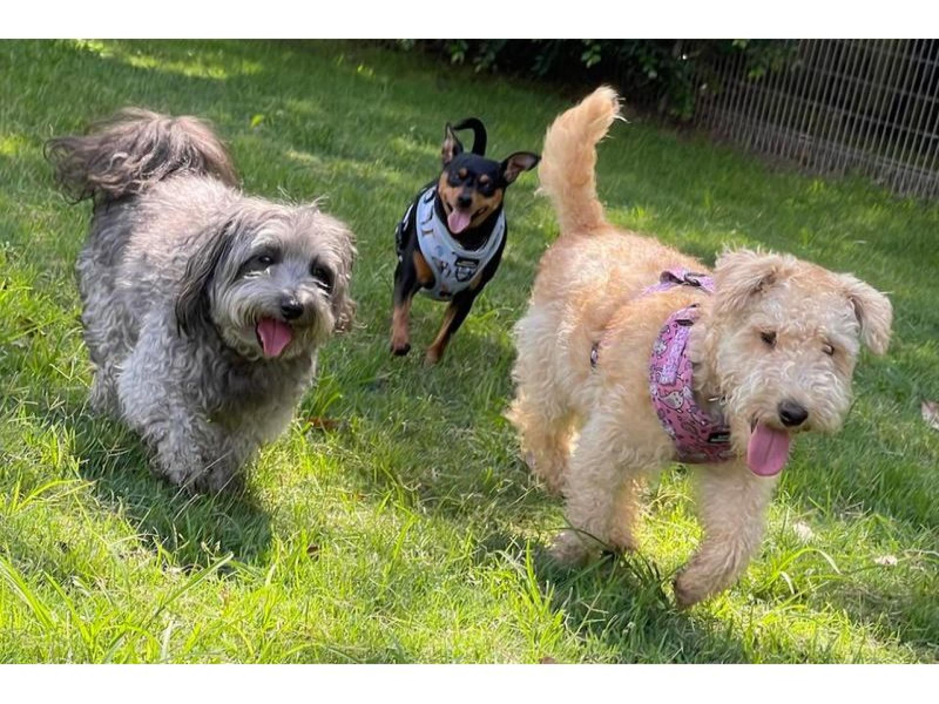 Dog Walking Training And 570465 1