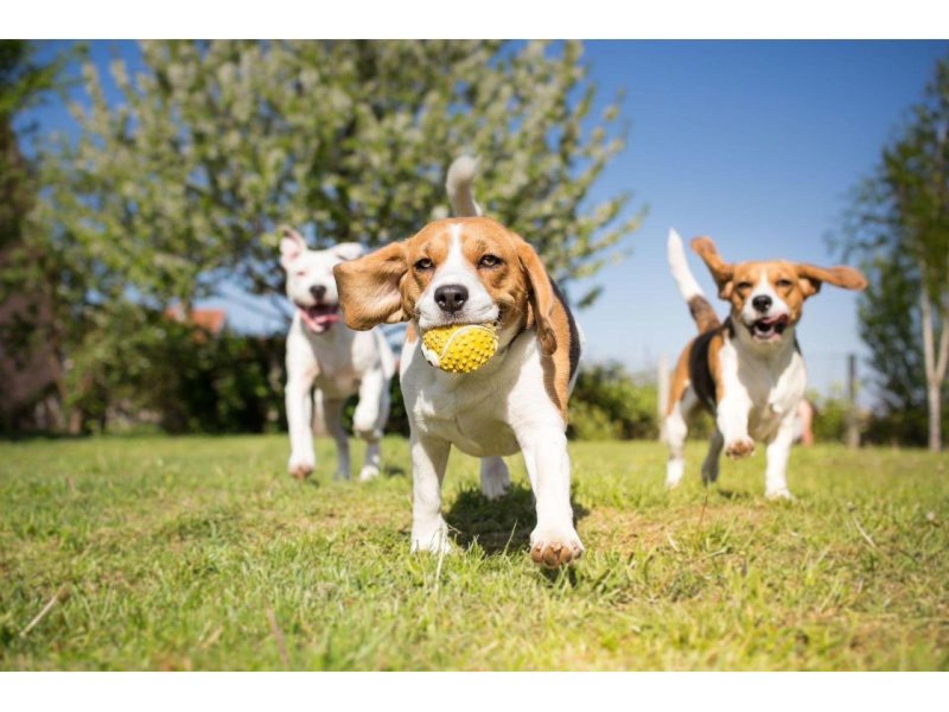 Well-established Doggy Day Care 571743 3