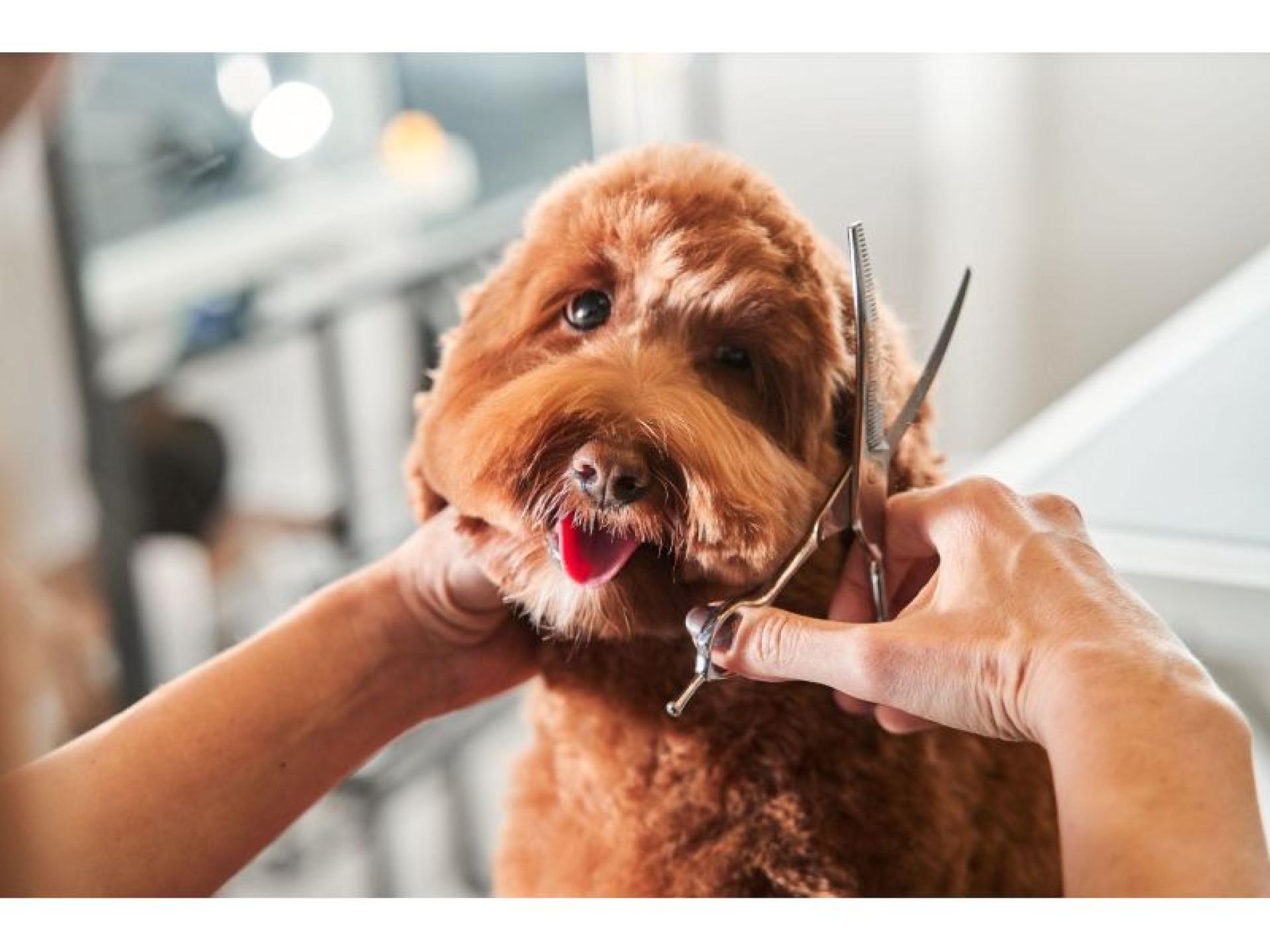 Well-established Doggy Day Care 571743 2