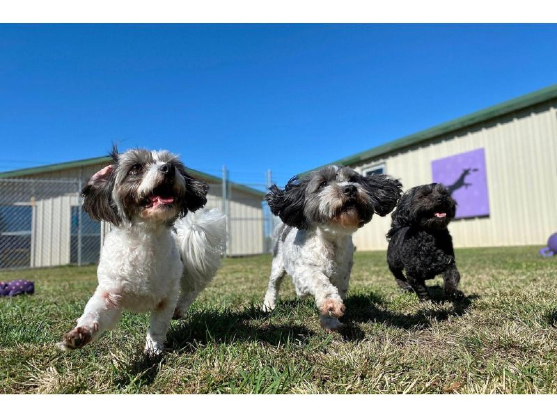 Well-established Doggy Day Care 571743 1