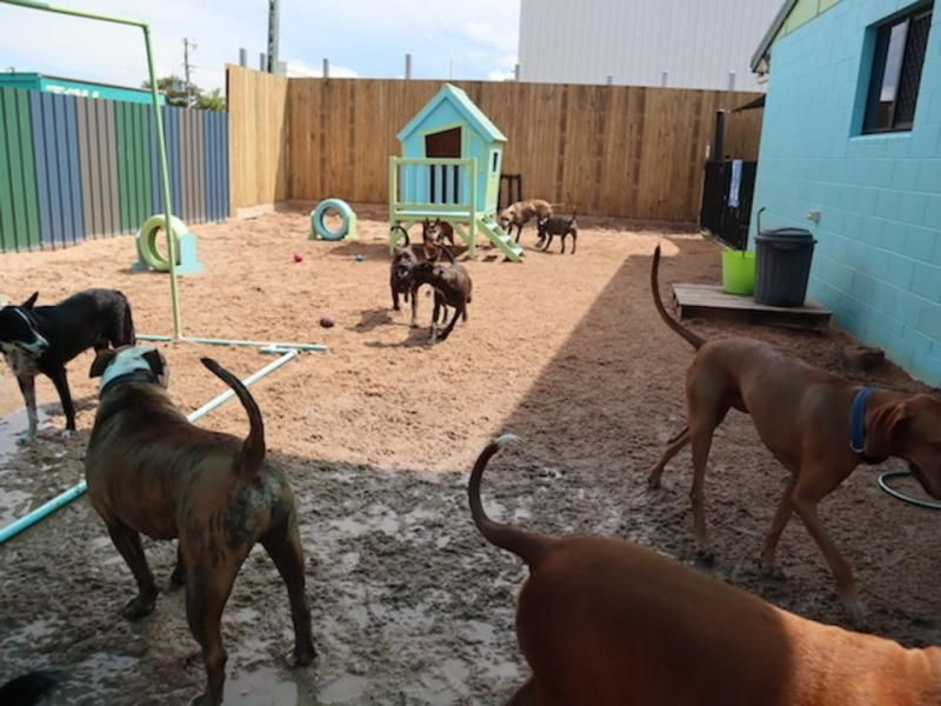 Sold!doggy Day Care And 573016 2