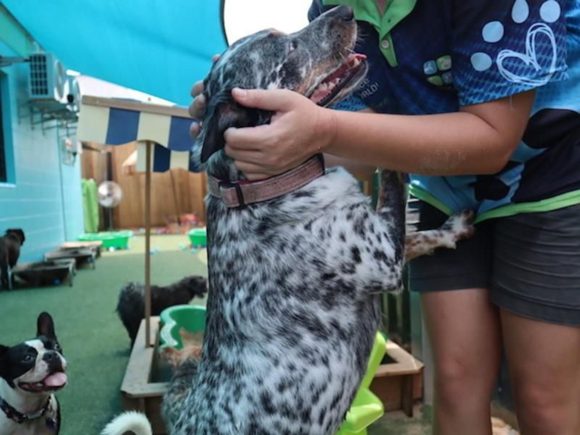 Sold!doggy Day Care And 573016 1