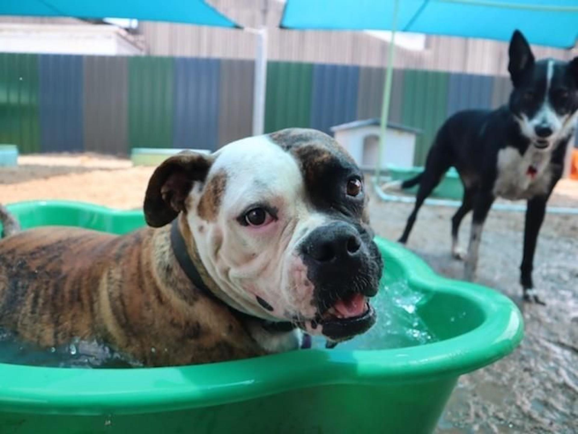 Sold!doggy Day Care And 573016 3