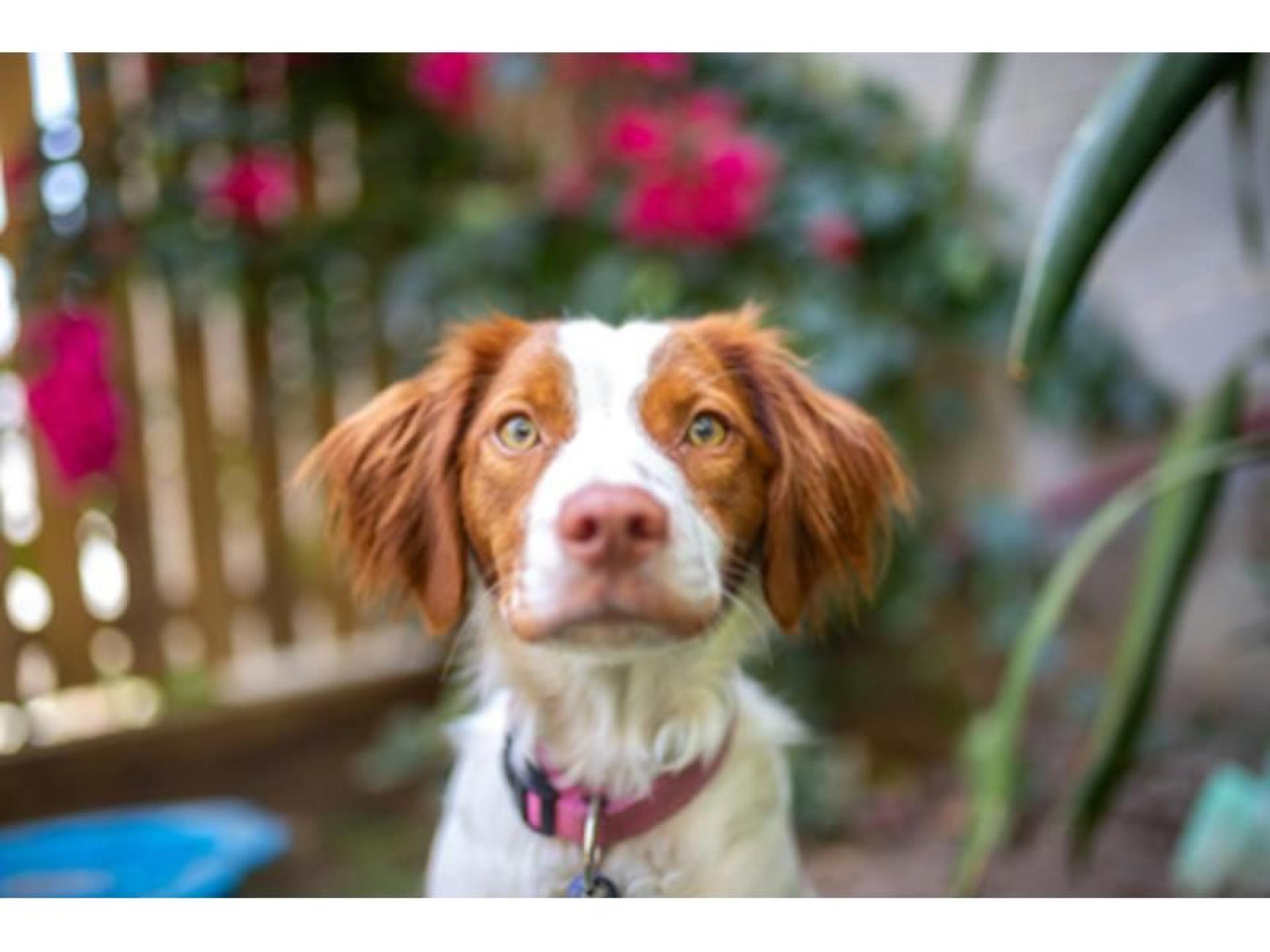 Sold! Leasehold Doggy Day 573047 3