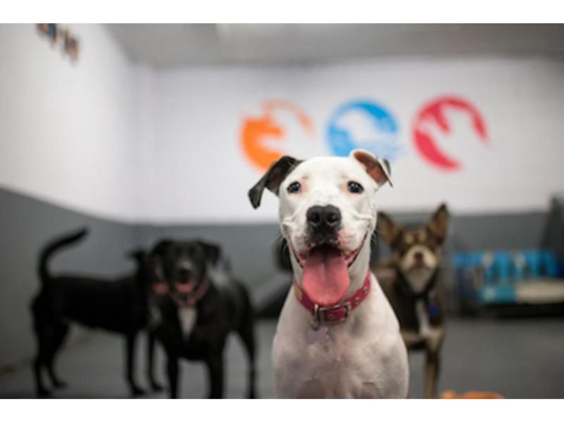 Sold! Leasehold Doggy Day 573047 1