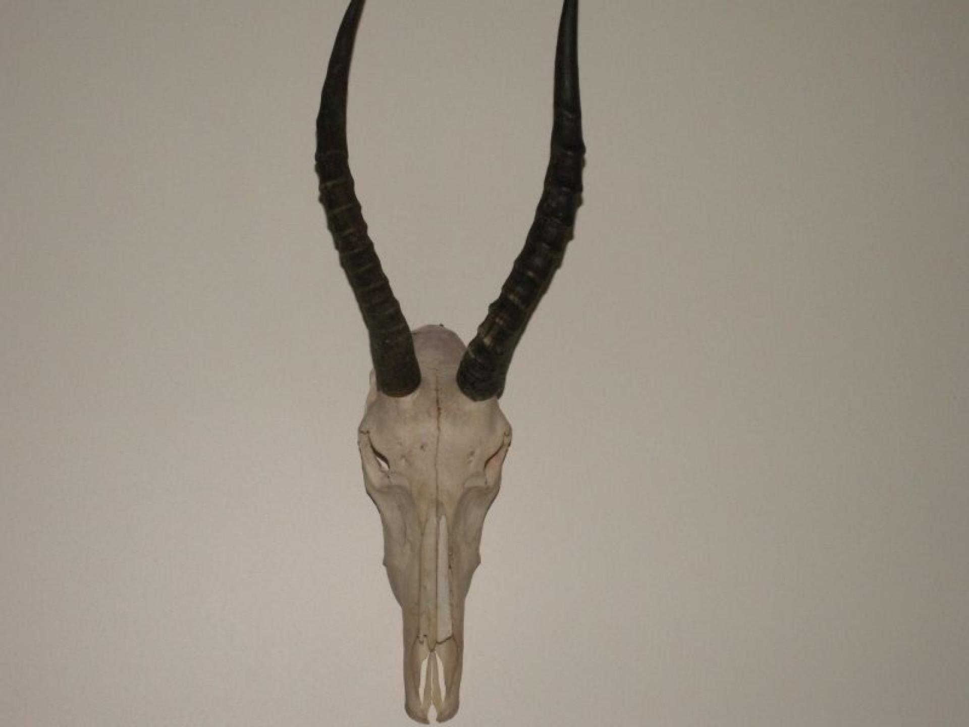 Sold! Online Skulls And 573051 3