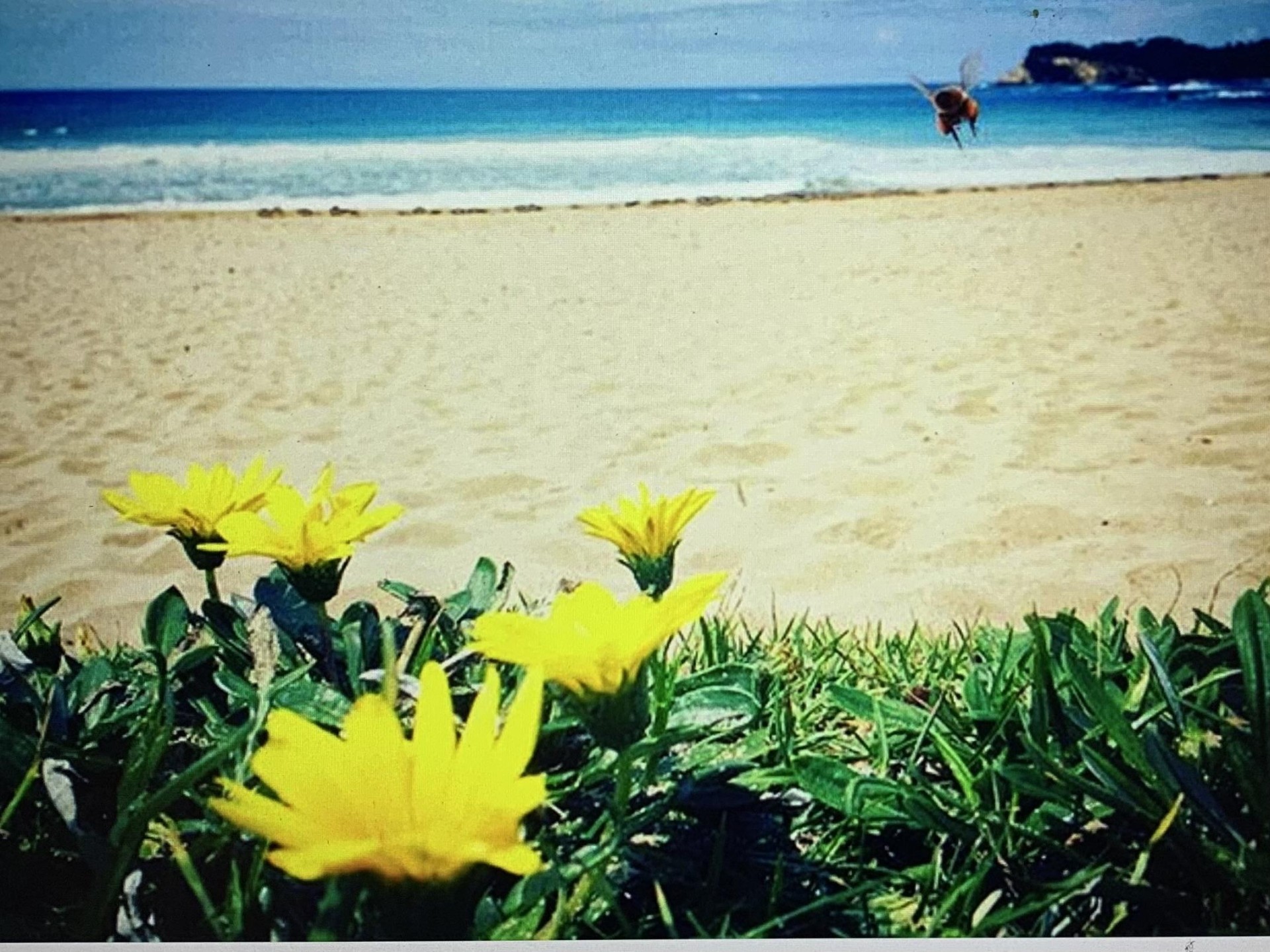 Sandy Foot Pizza Cafe 575970 1