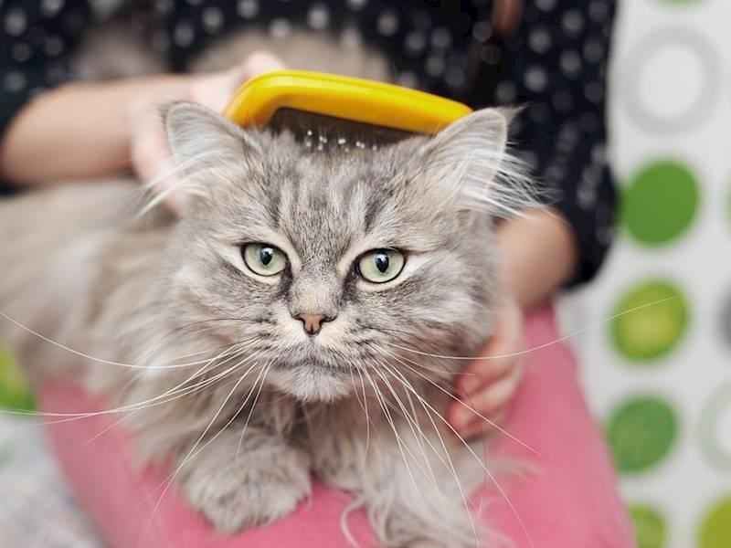 Luxury Pet Hotel 581983 2