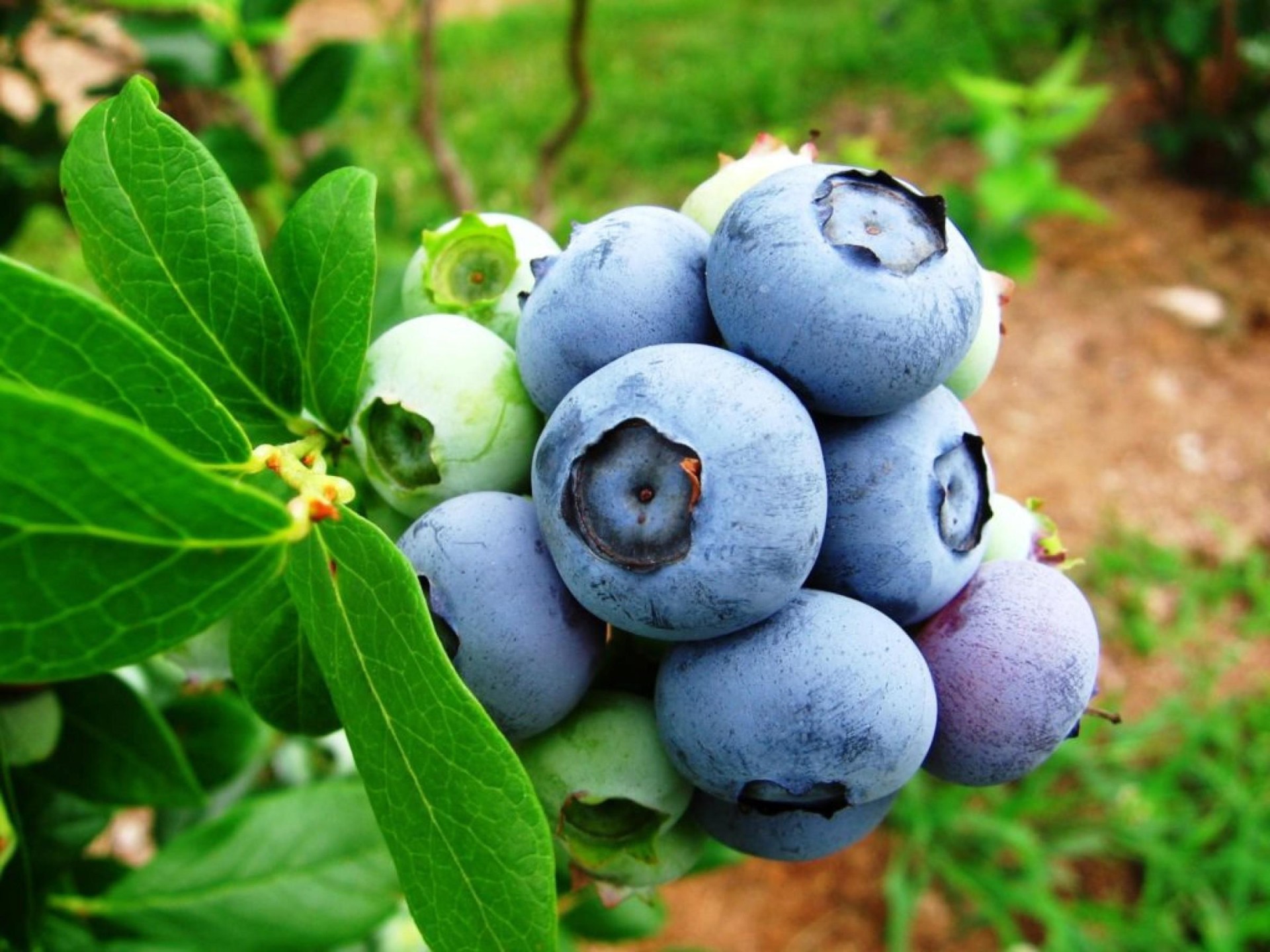 Blueberry & Small Crop 593825 2