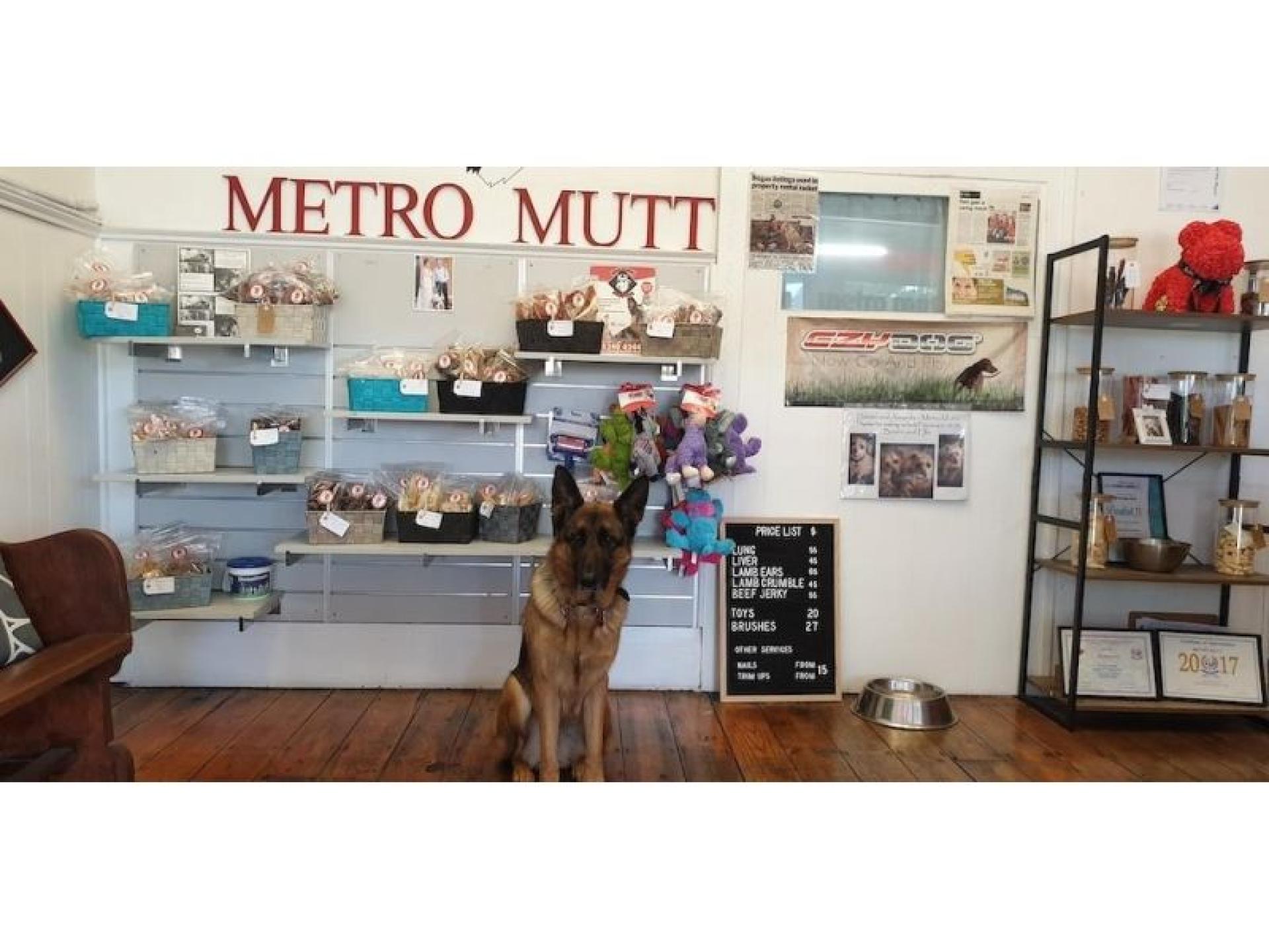 Unde Offer - Dog 594374 2