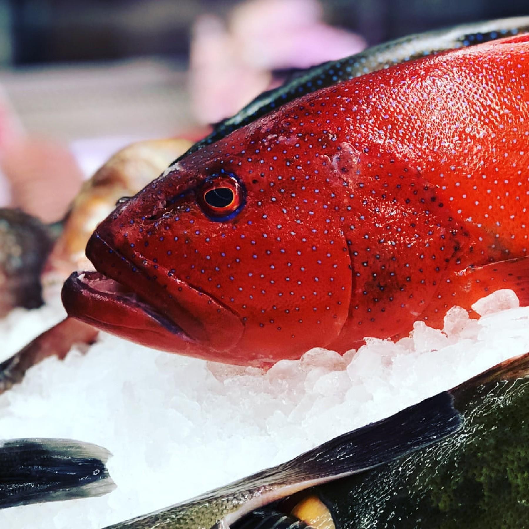 Fresh Fish Shop Amazing 597432 2