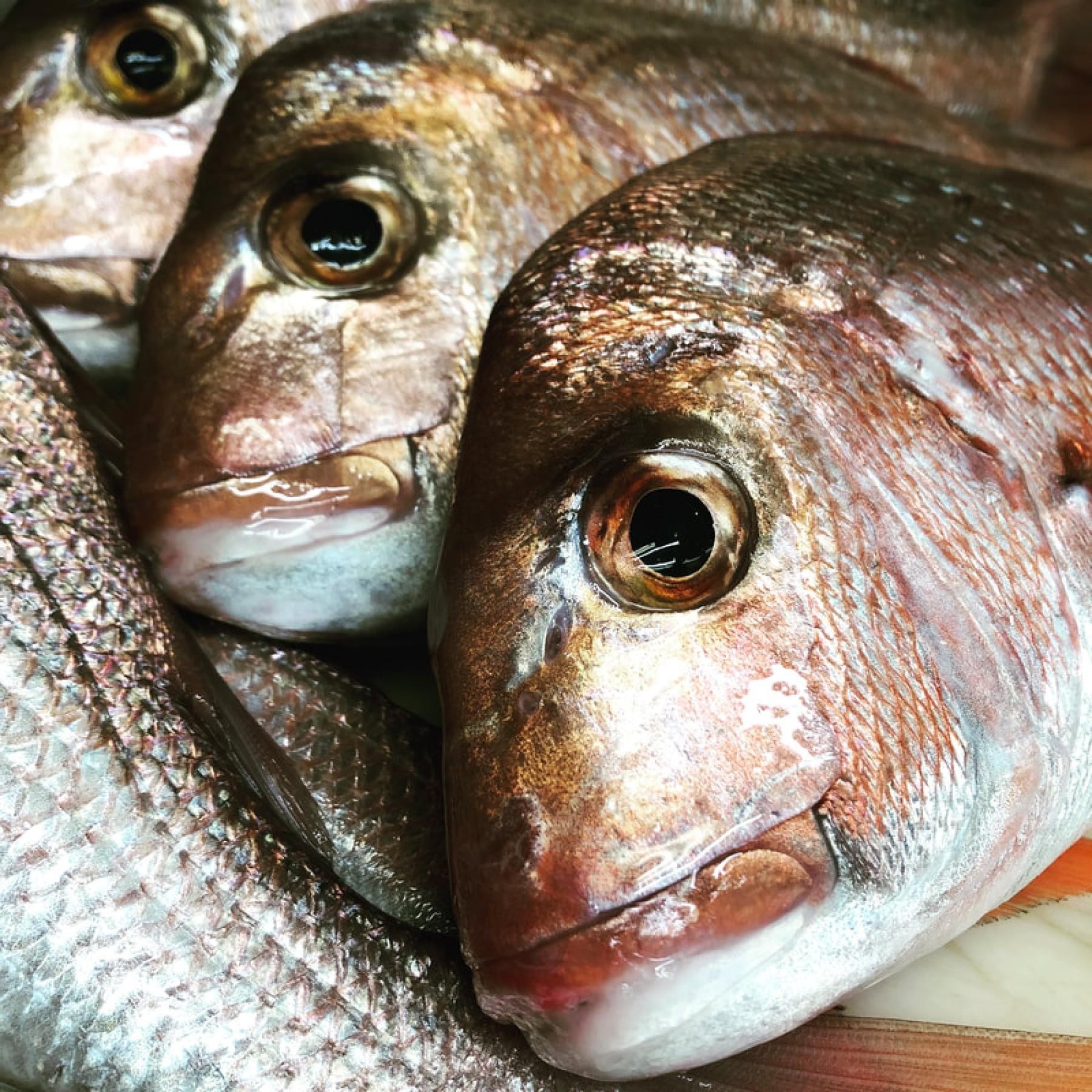 Fresh Fish Shop Amazing 597432 1