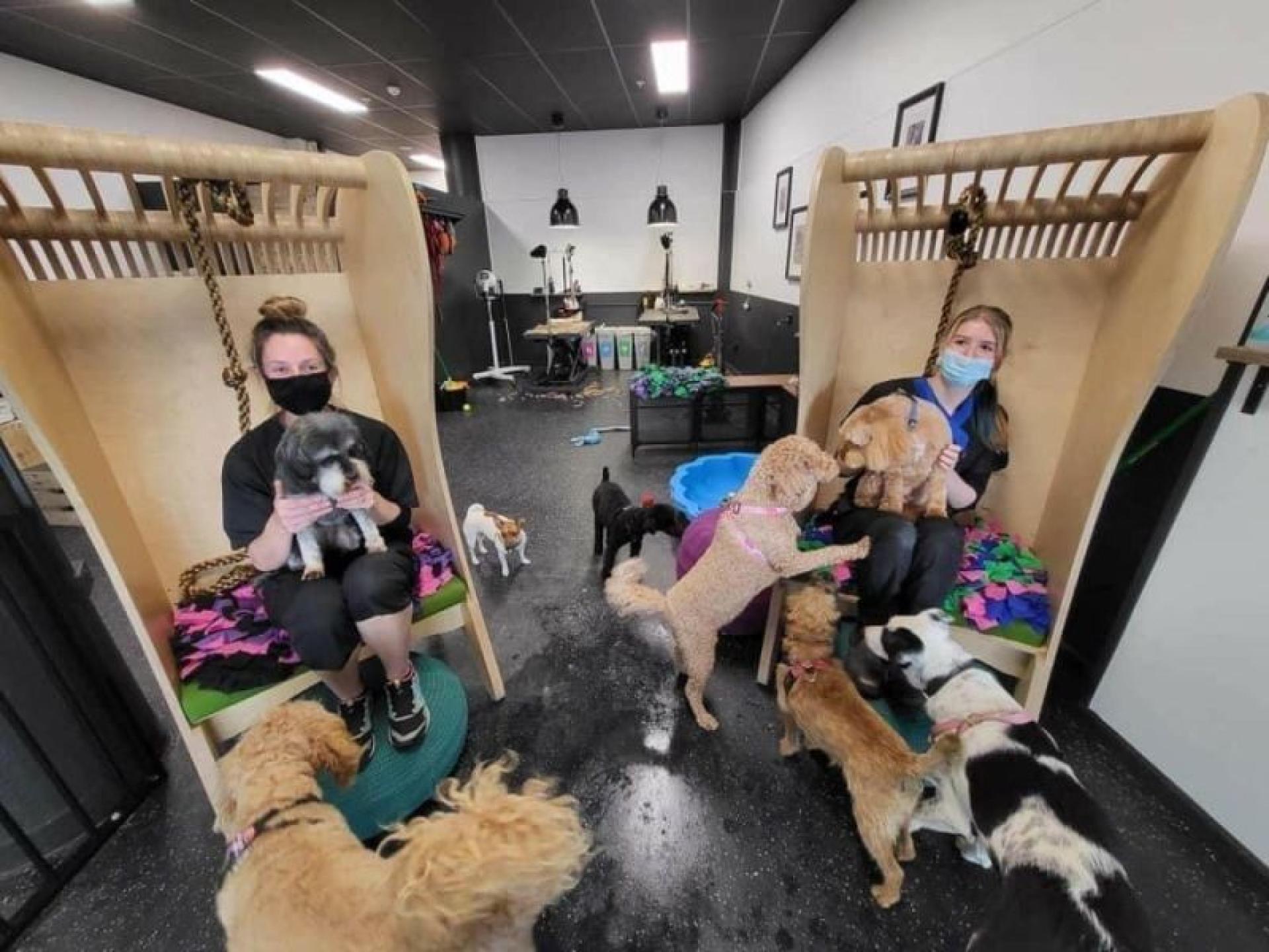Boutique Dog Concierge Salon 598811 3