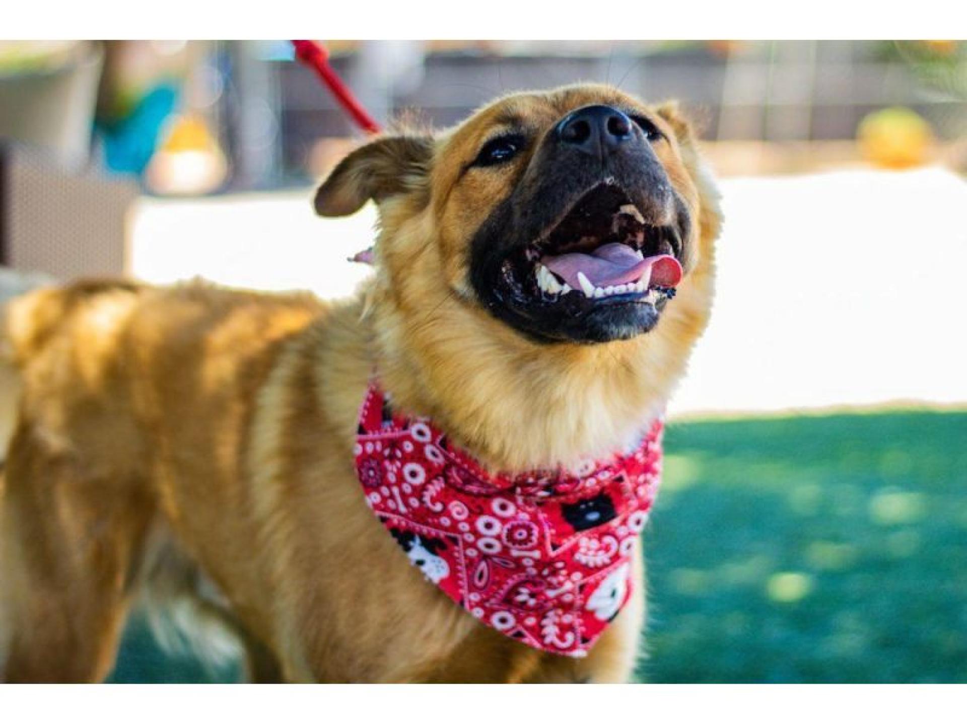 Sold- Doggy Day Care 604903 2