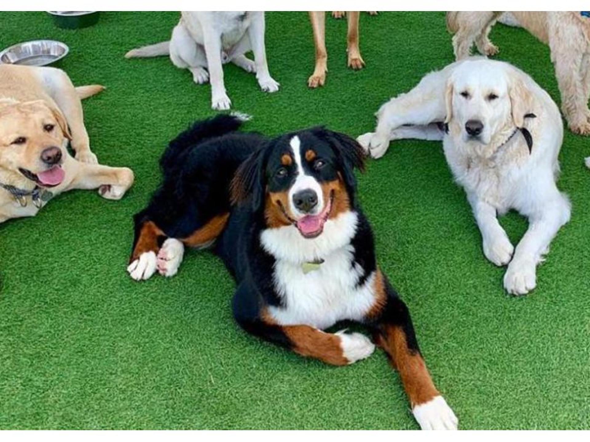 Sold- Doggy Day Care 604903 1