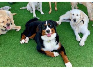 SOLD- Doggy Day Care and Training Business – Adelaide, SA