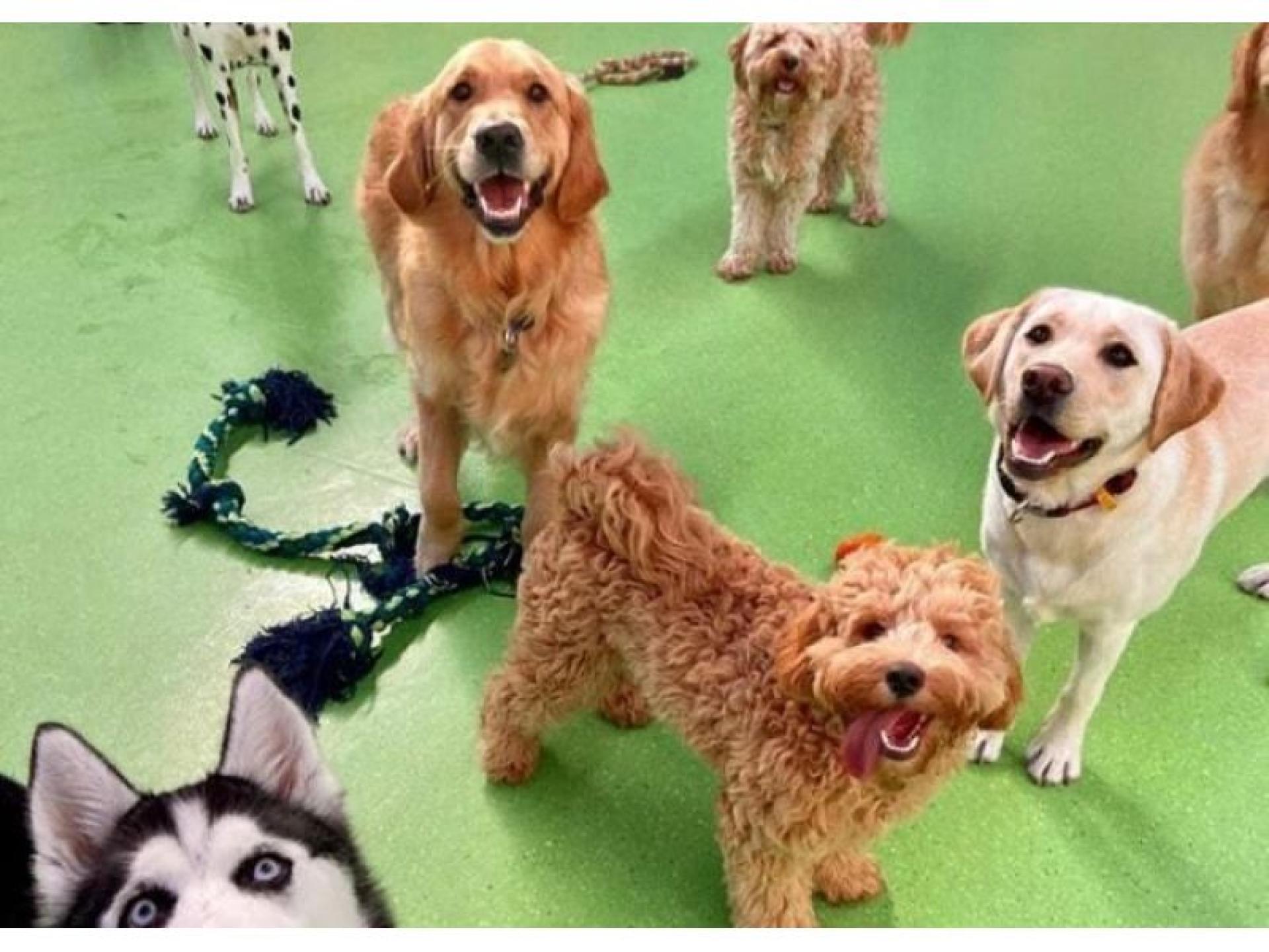 Sold- Doggy Day Care 604903 3