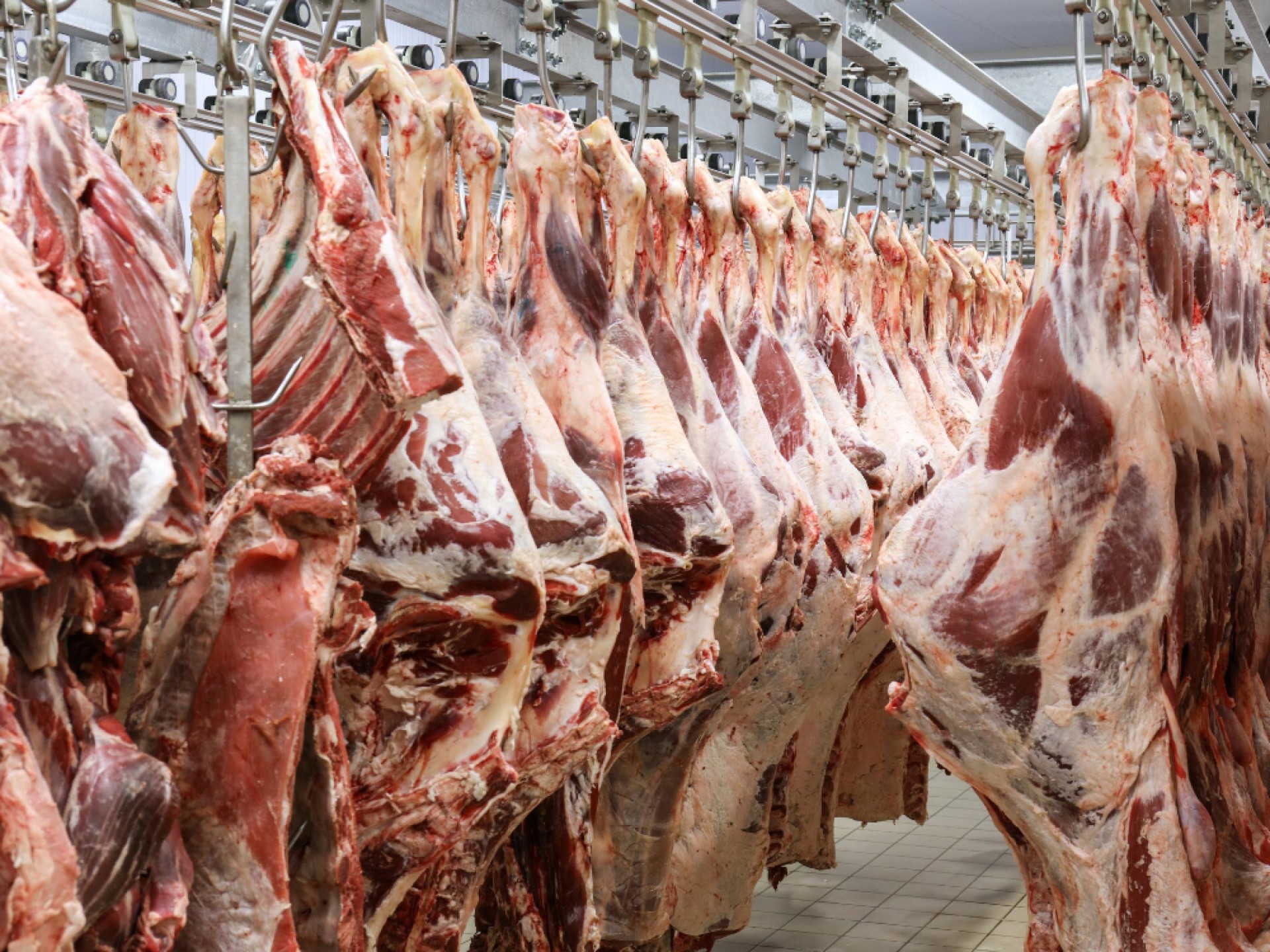 Gold Coast Butcher Shop 608464 1