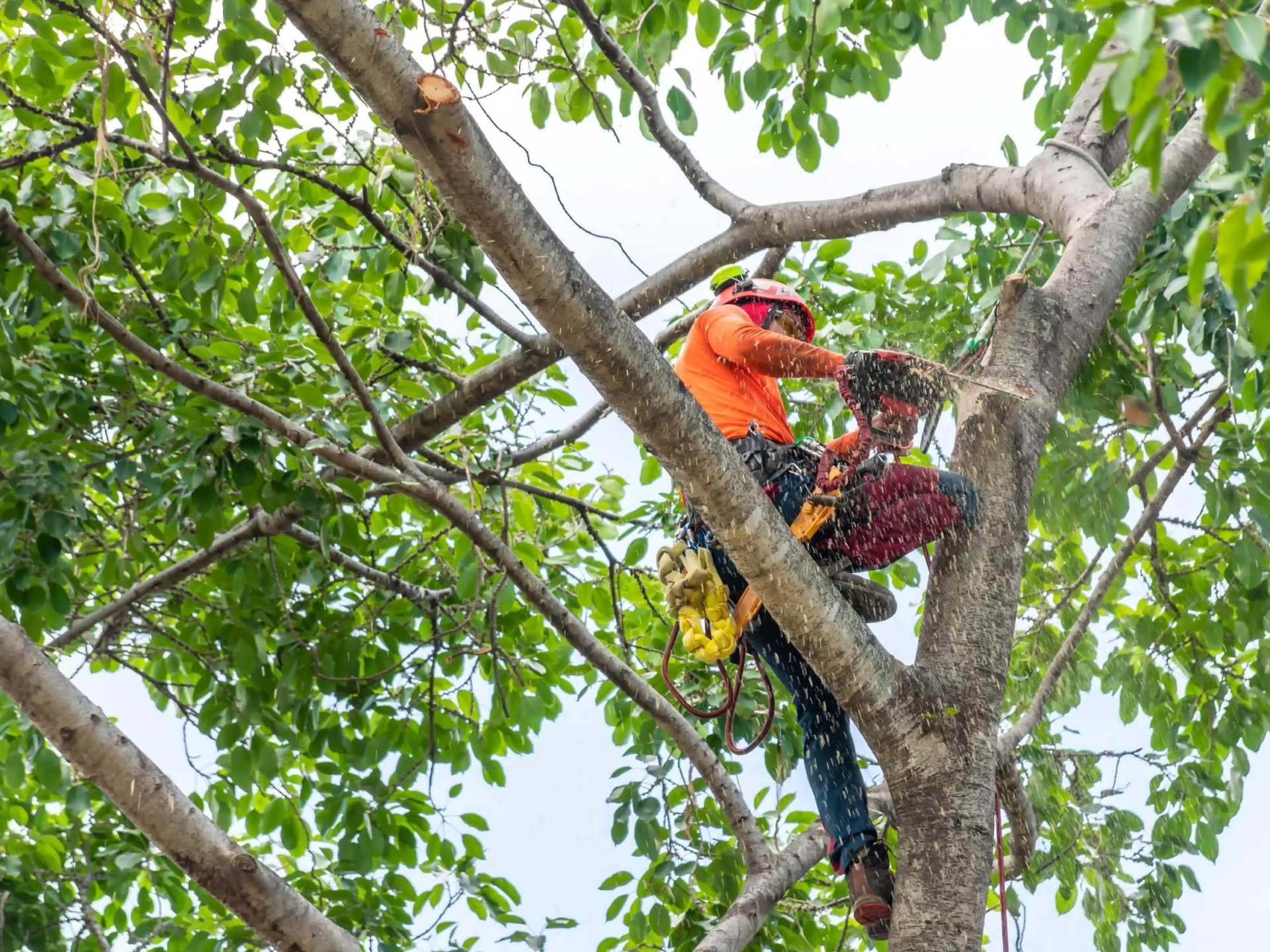 Aborist /tree Removal Business 611775 3